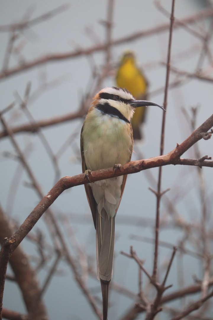Grasslands - White-Throated Bee-Eater