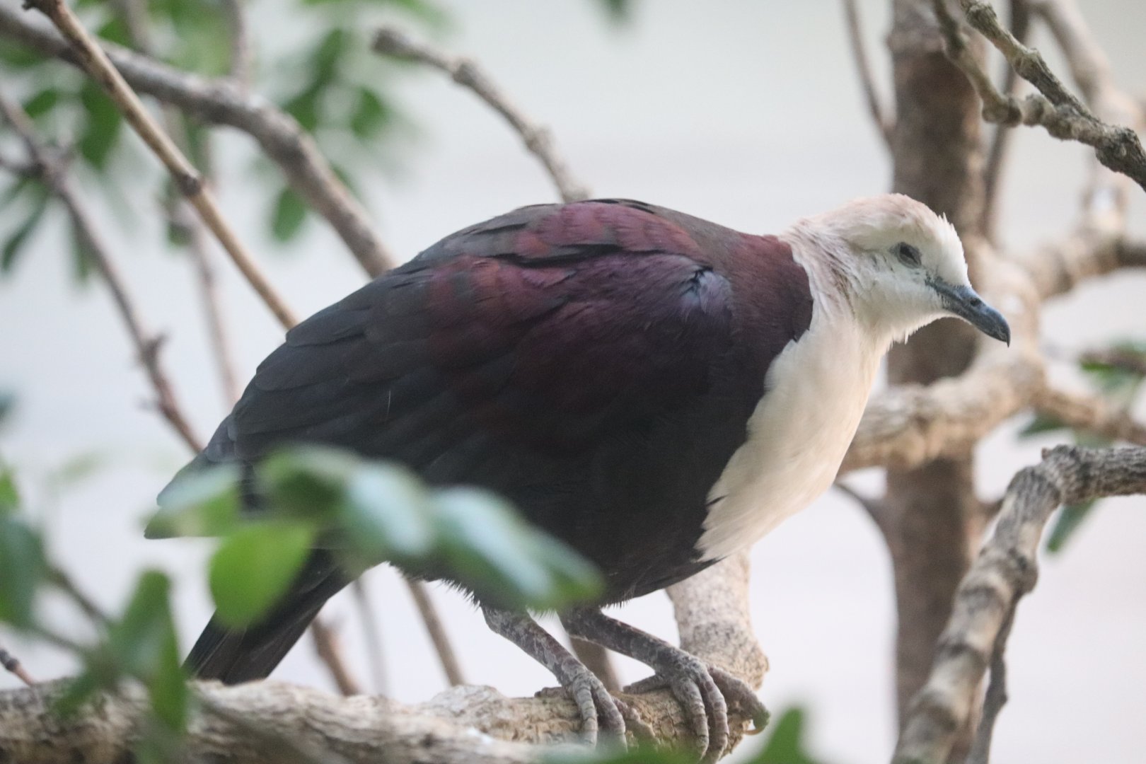 Grasslands - White-Throated Ground Dove