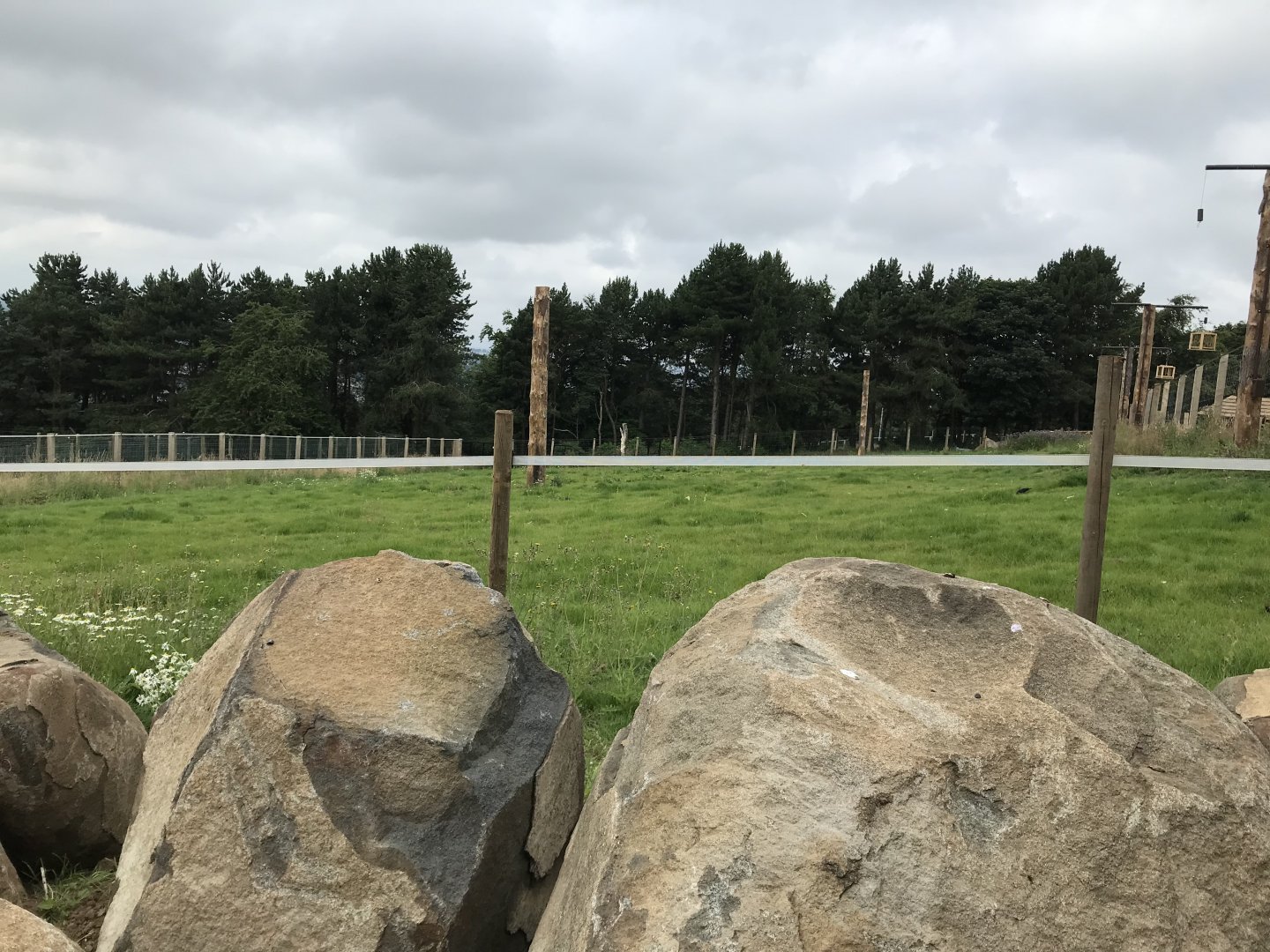 Grassy part of the giraffe enclosure