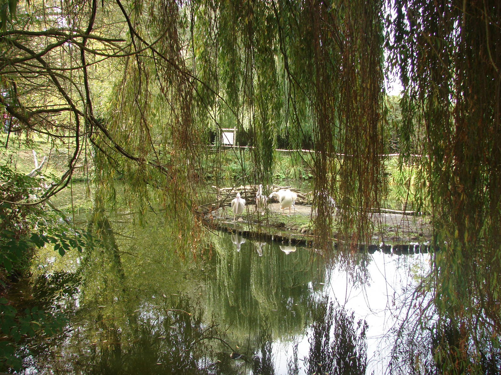 Grat white pelican exhibit
