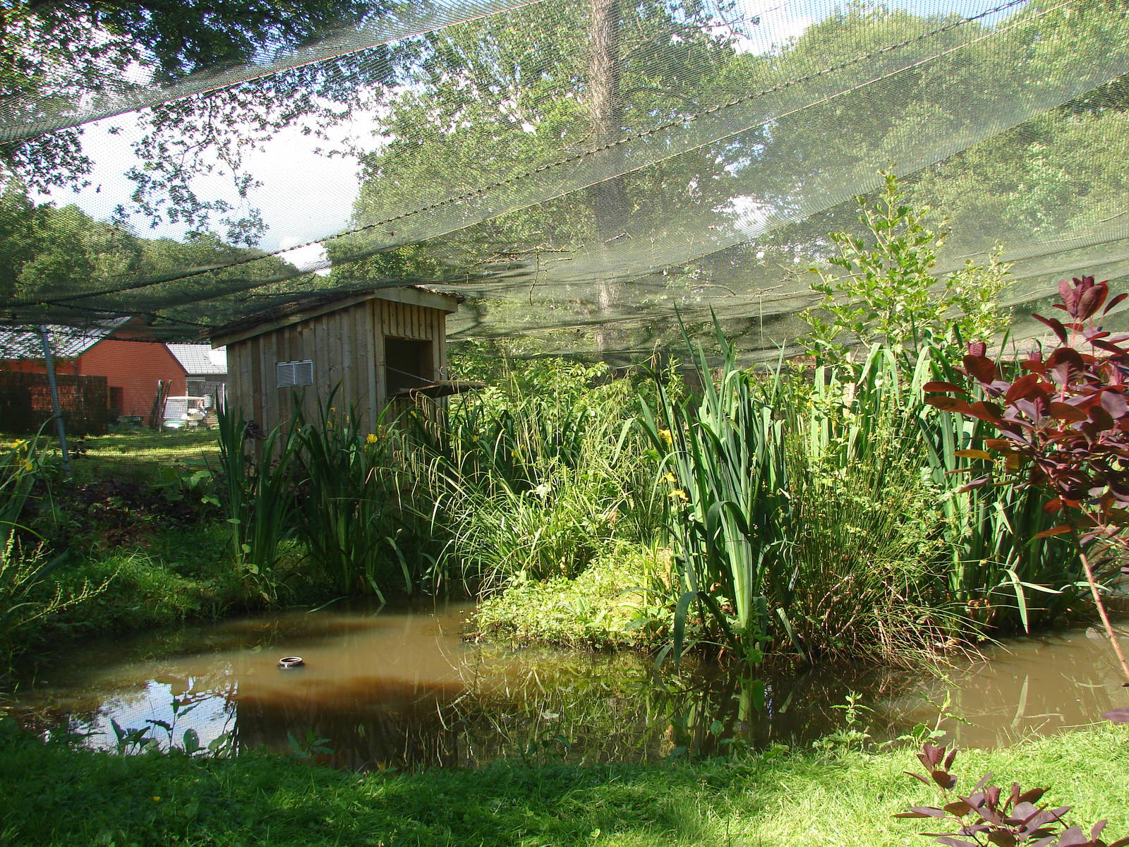 Grater flamingo and glossy ibis walk-through aviary