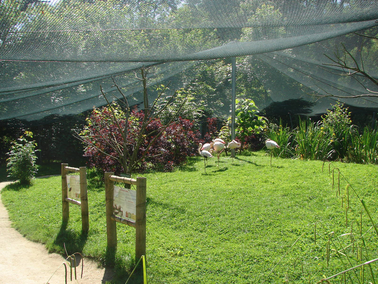 Grater flamingo and glossy ibis walk-through aviary