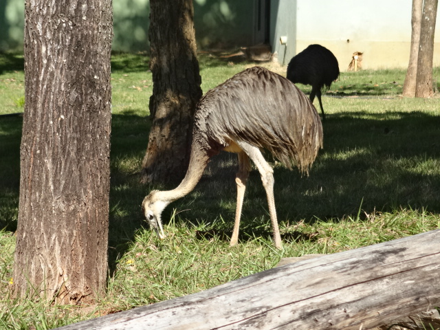 Grater rheas forraging - Belo Horizonte zoo
