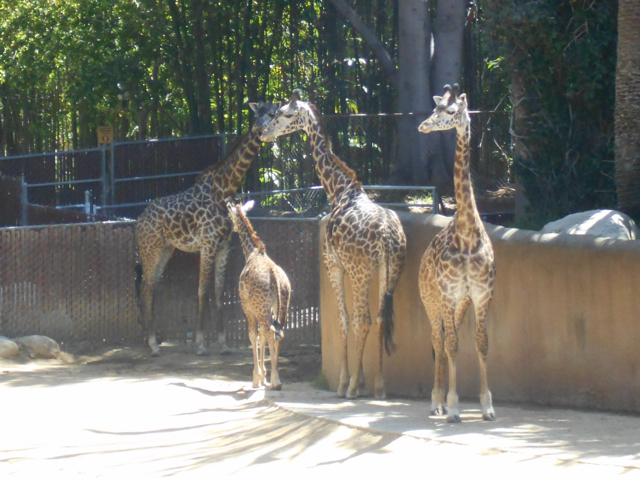 Gratuitous LA giraffeage