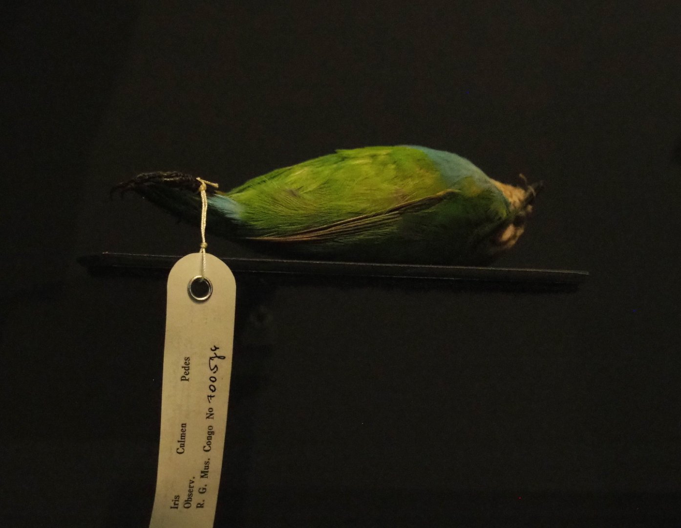 Grauer's broadbill (Pseudocalyptomena graueri) specimen, 2021-10-20