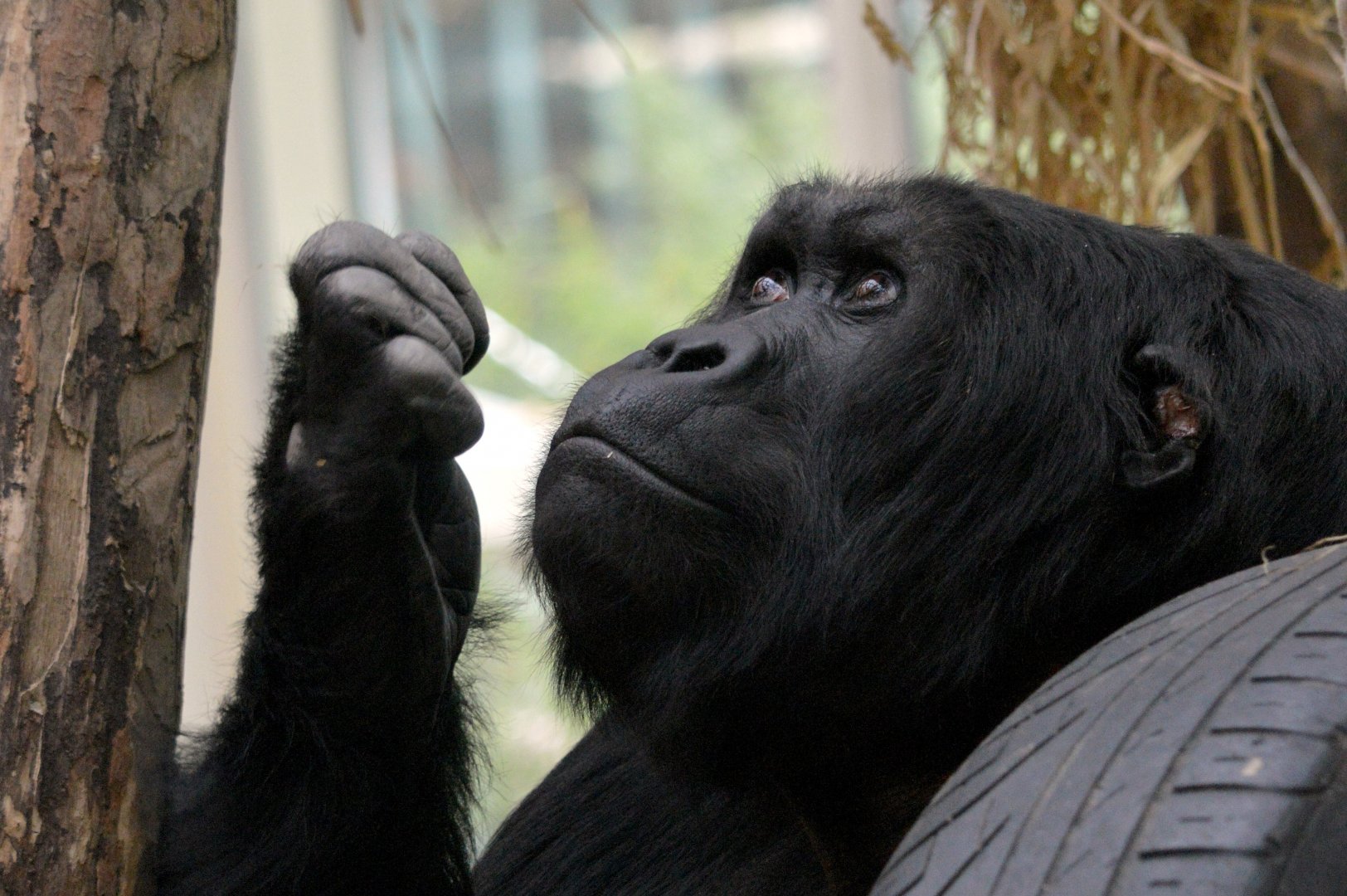 Grauer's gorilla 'Amahoro'