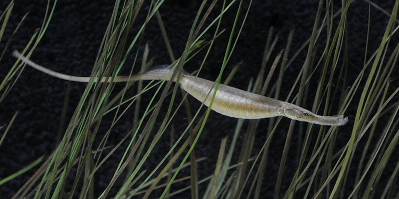Gravid broad-nosed pipefish