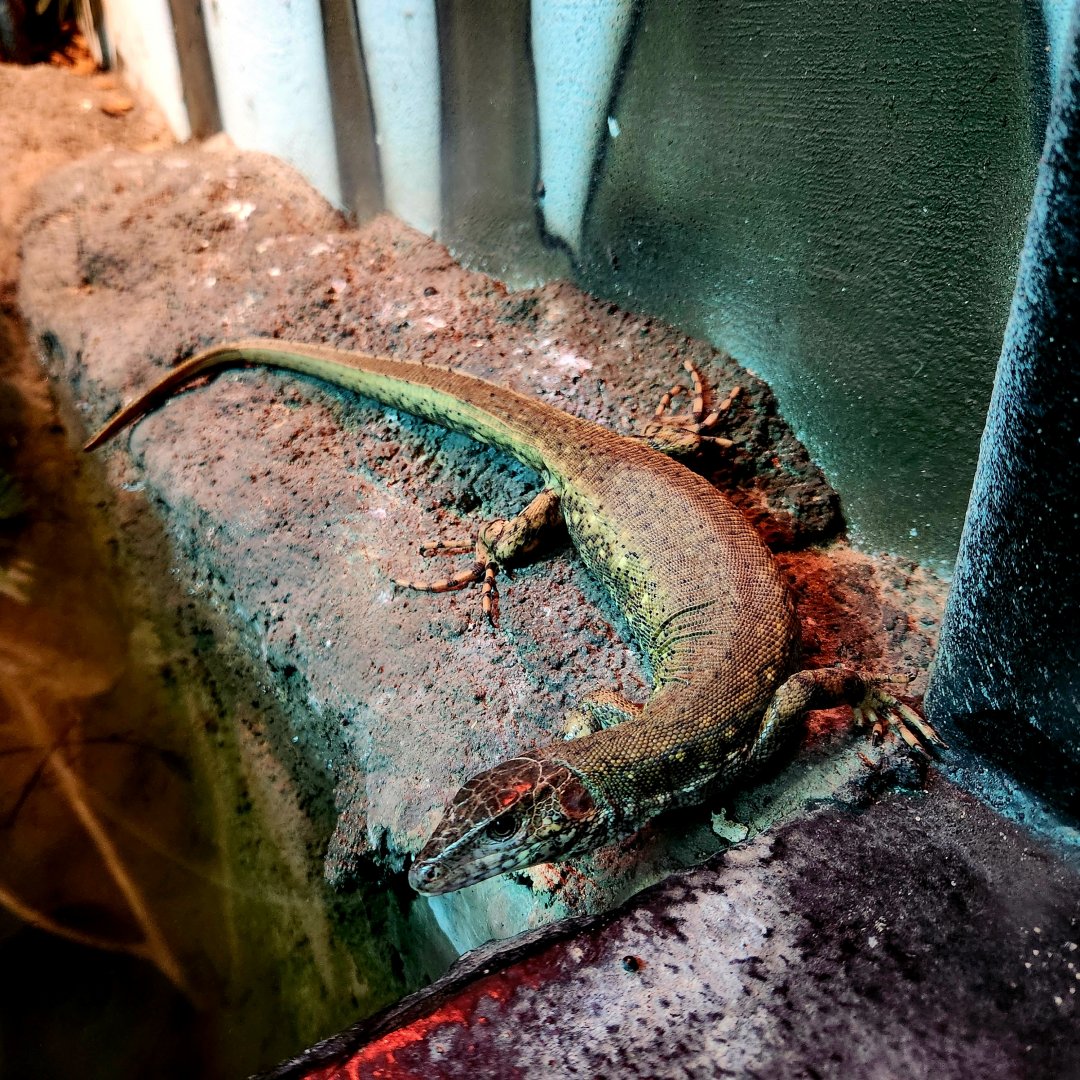 Gravid Female Crocodile Tegu (Crocodilurus amazonicus)