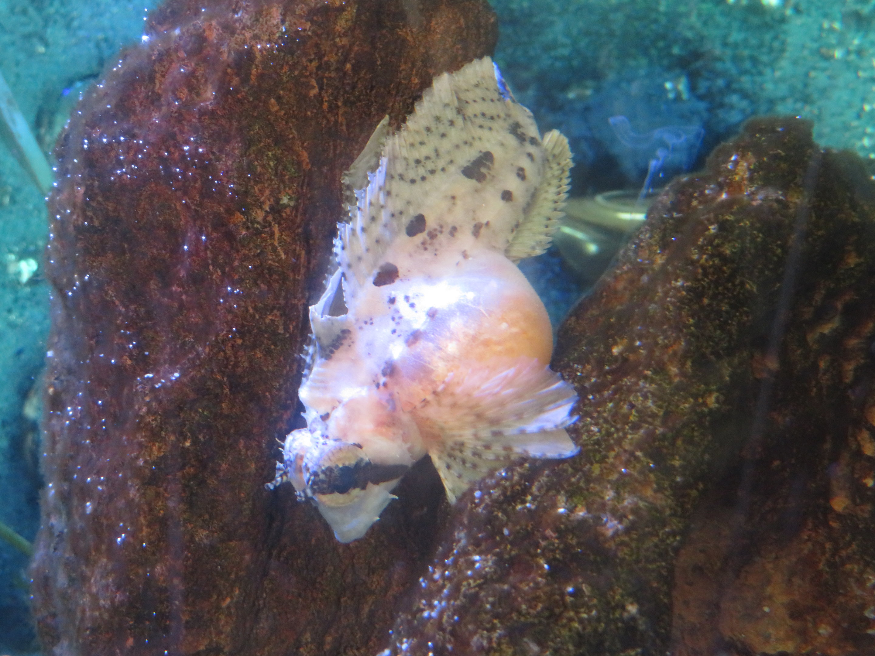 Gravid Sailfin Sculpin