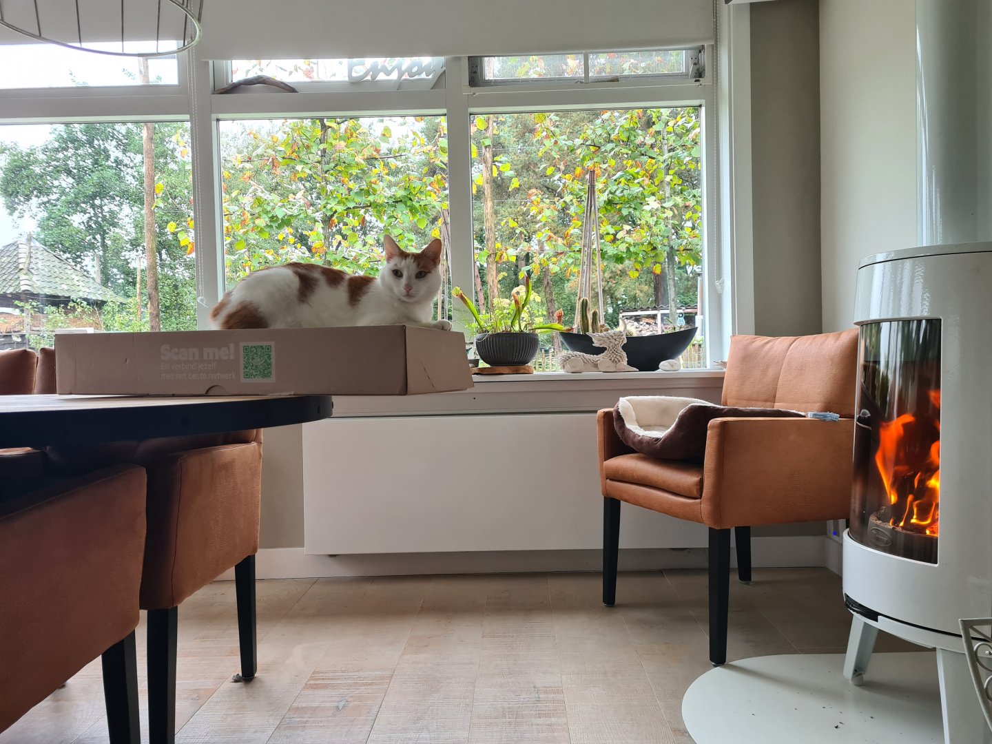 Gravity-resistant cat