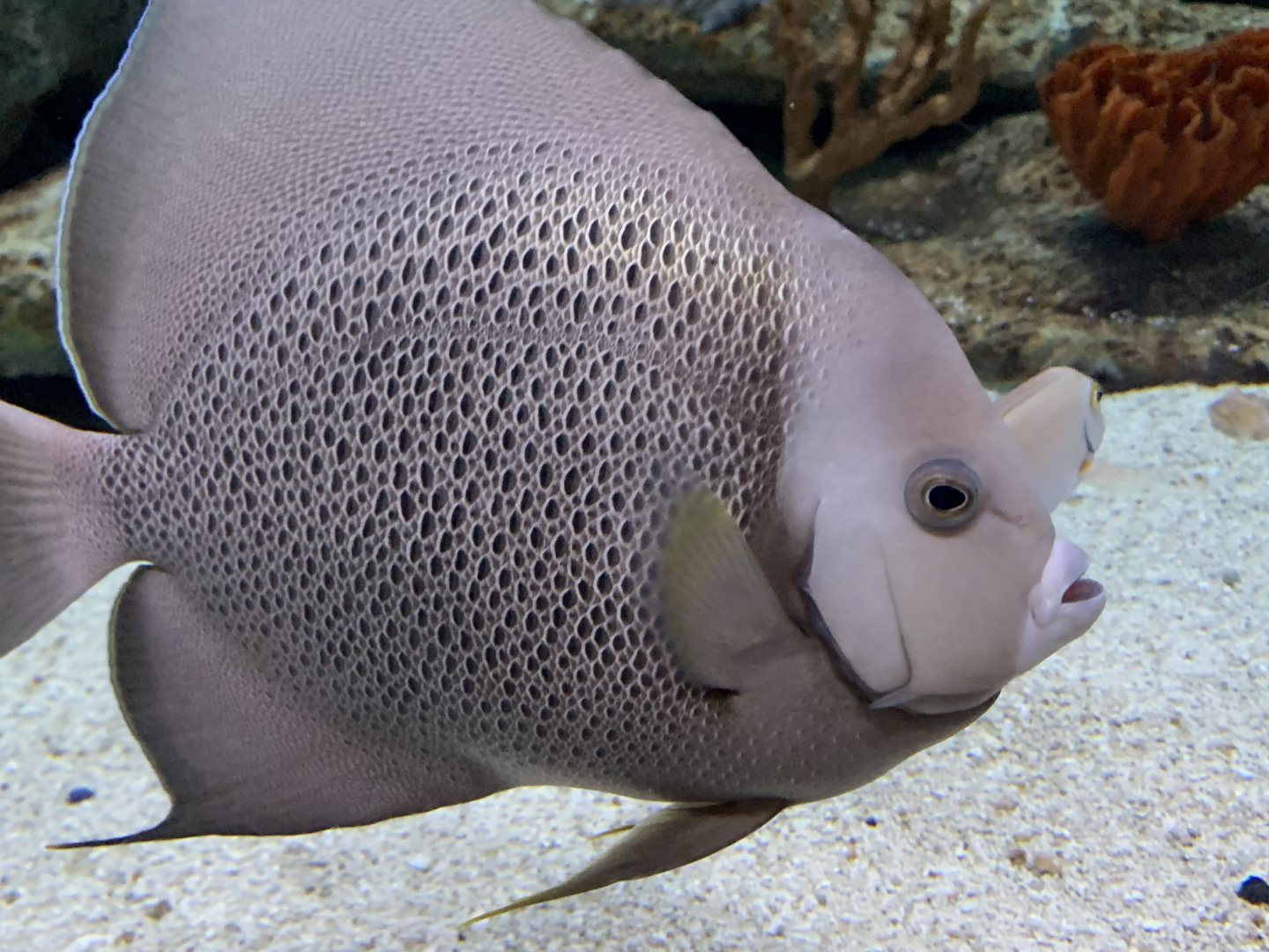 Gray Angelfish (Pomacanthus arcuatus)