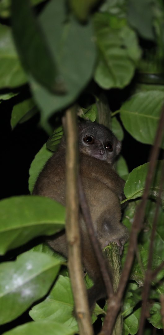 gray-backed sportive lemur (Lepilemur dorsalis)