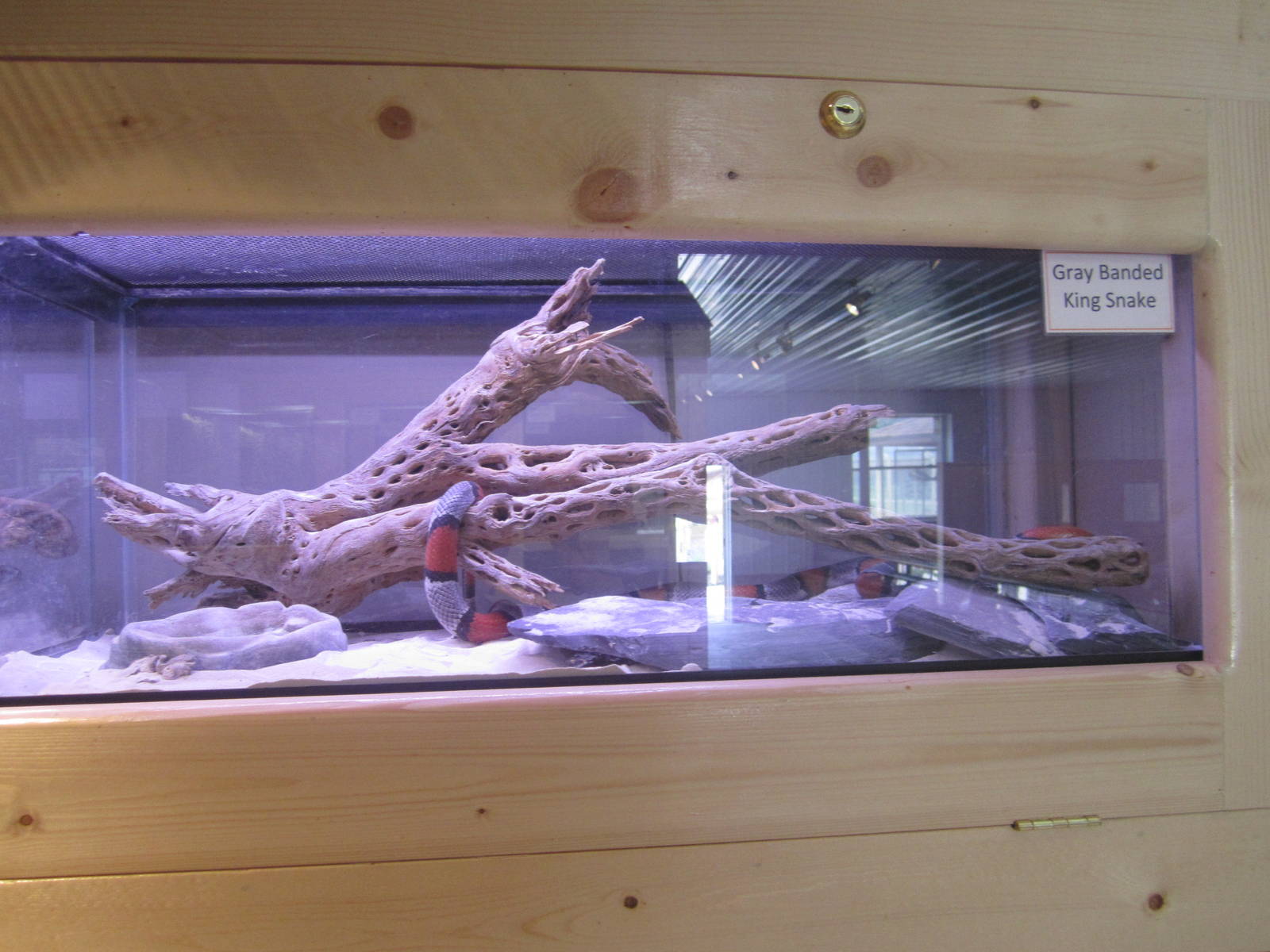 Gray Banded King Snake Exhibit