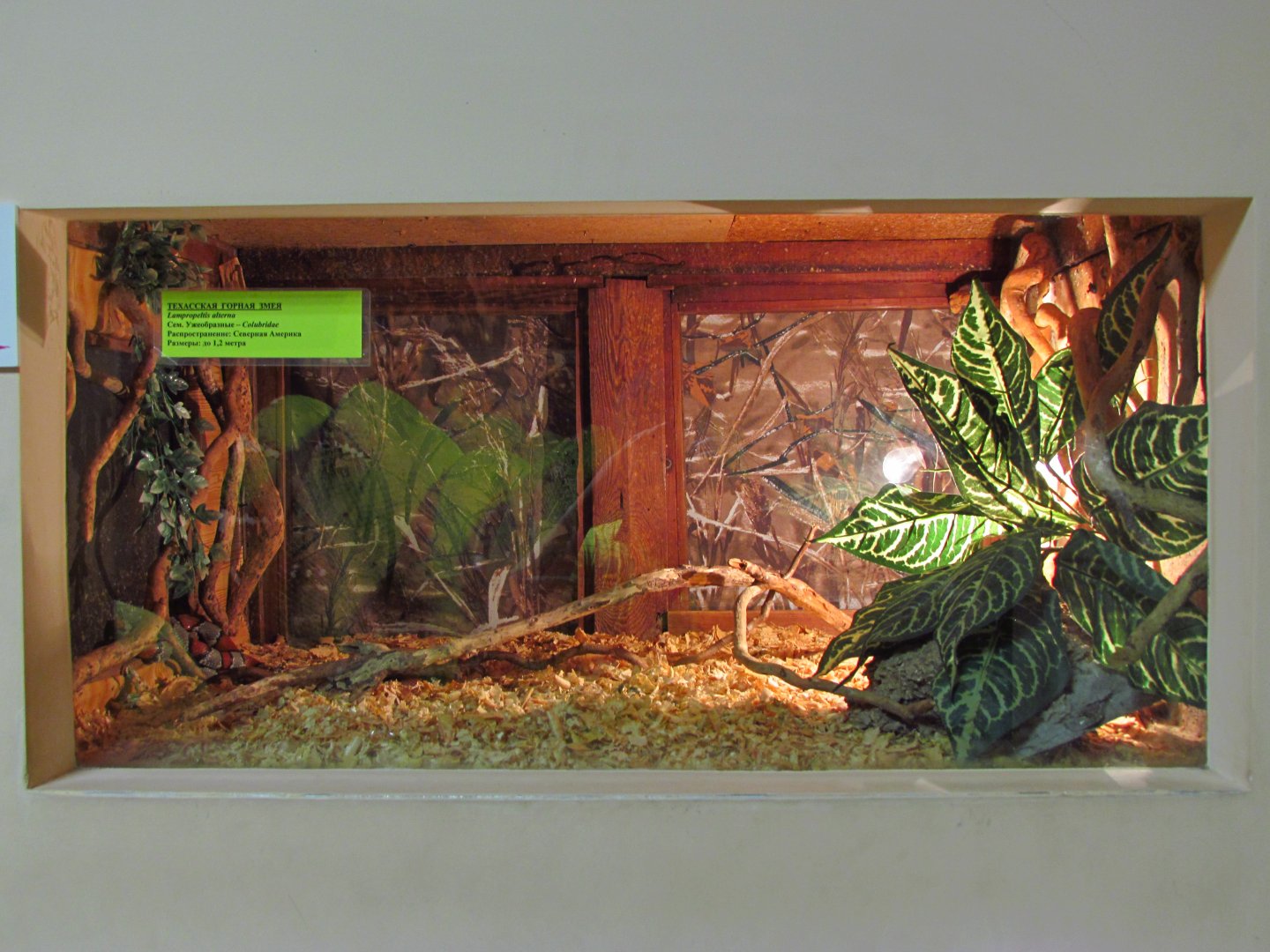 Gray-banded kingsnake exhibit