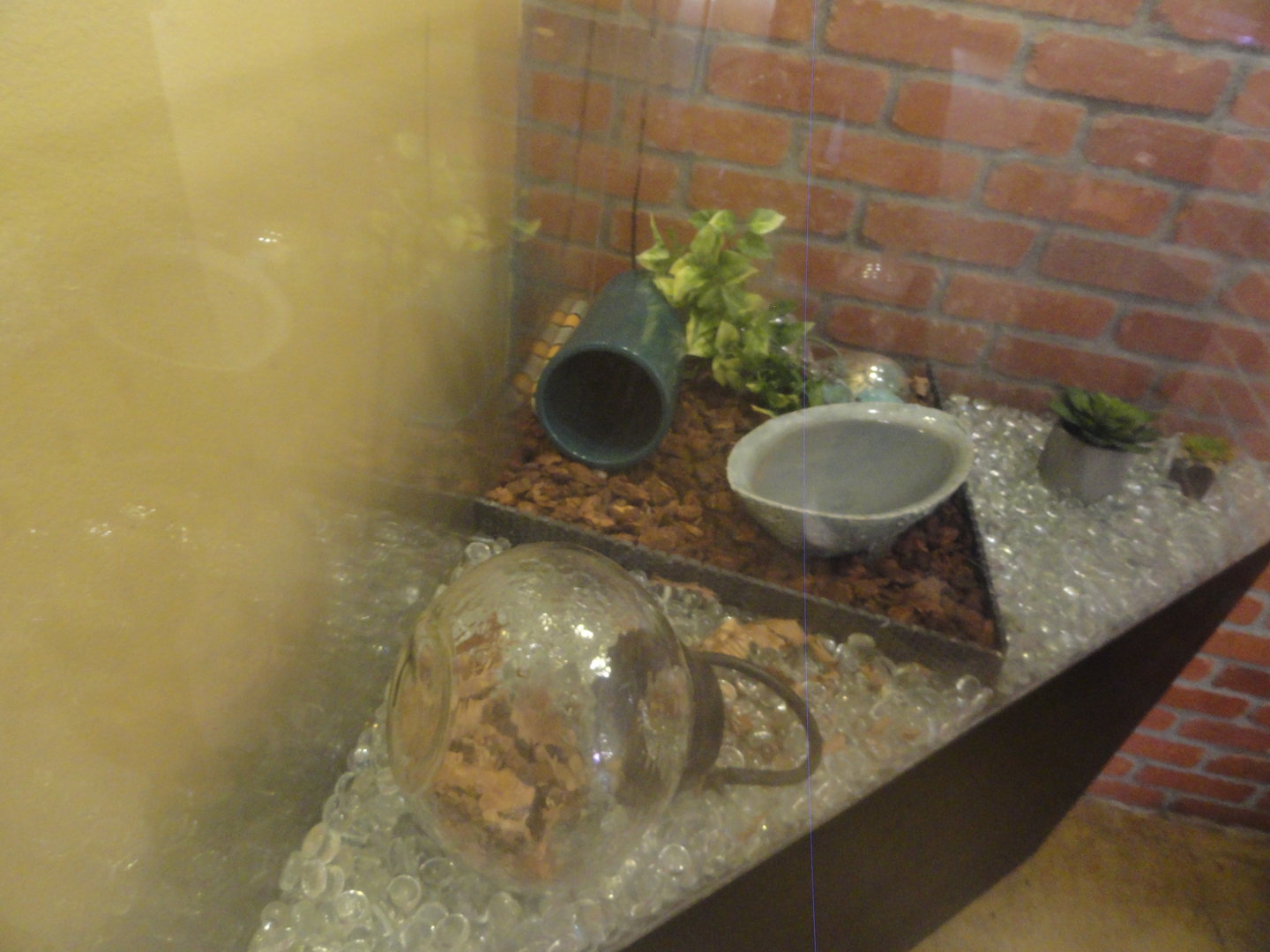 Gray Banded Kingsnake Exhibit