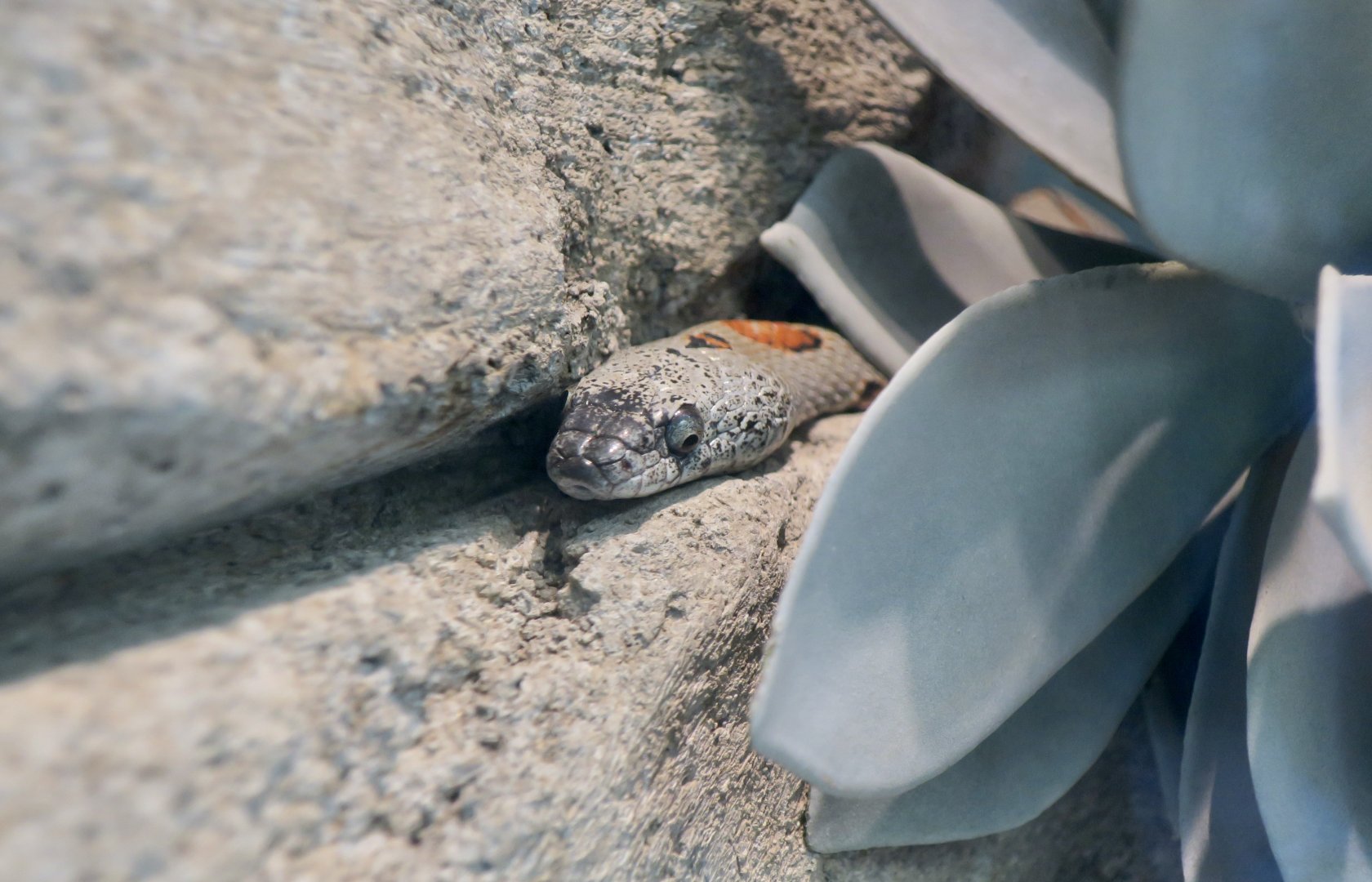 Gray-Banded Kingsnake (Lampropeltis alterna)