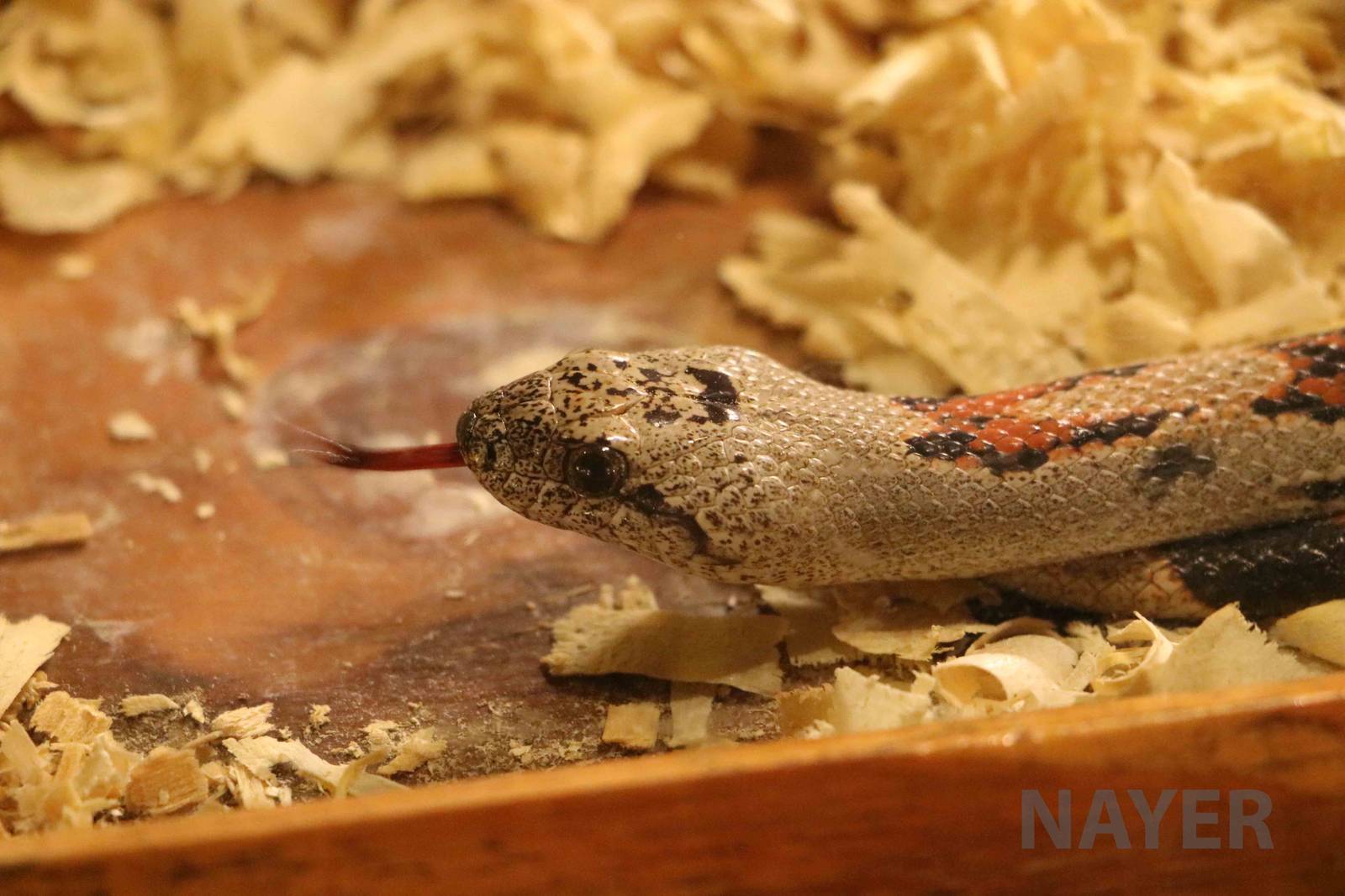 Gray-banded kingsnake - Mendoza Serpentarium ('Centro Anaconda'), April 201