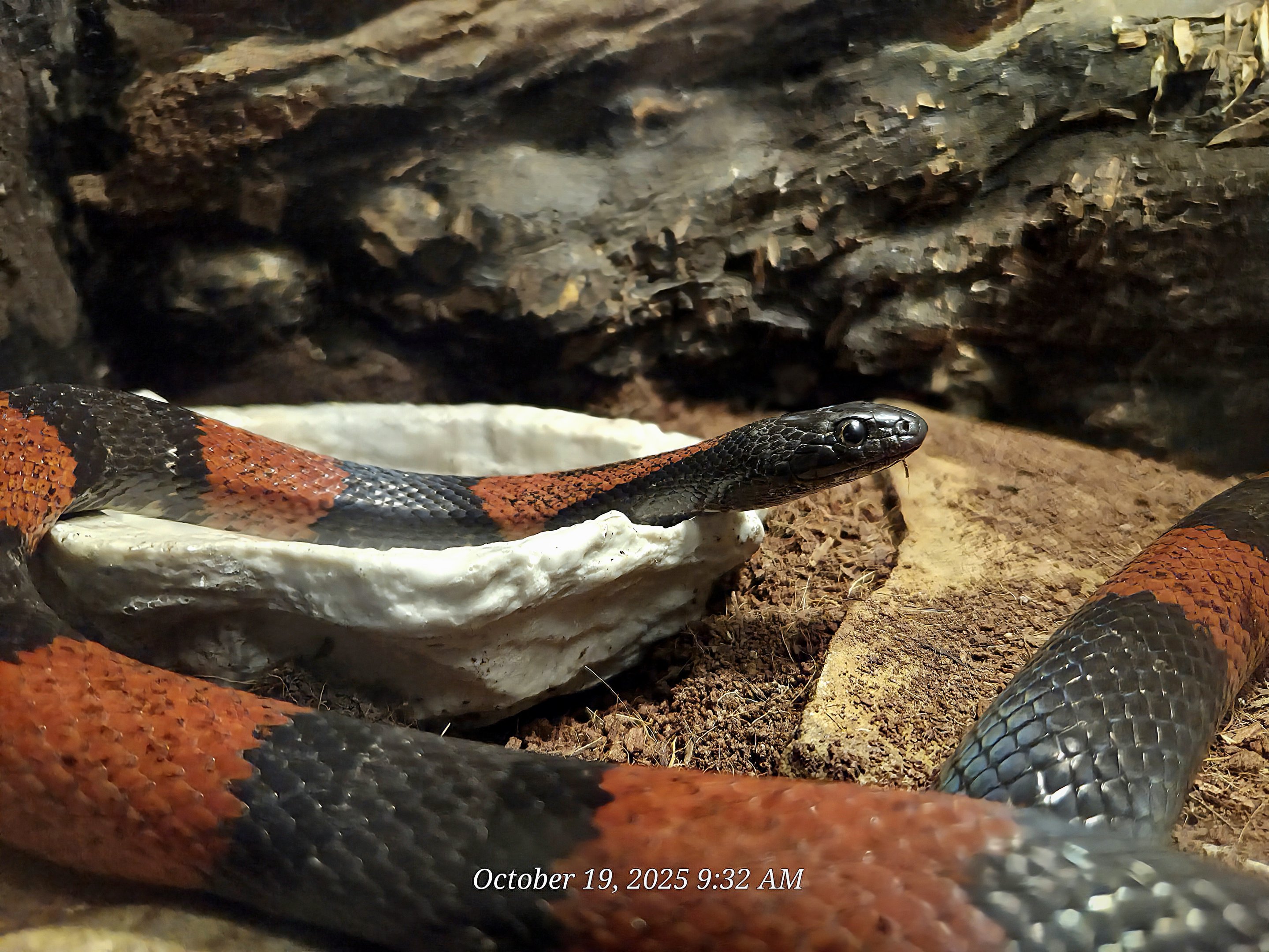Gray-Banded Kingsnake - Rainforest Adventures
