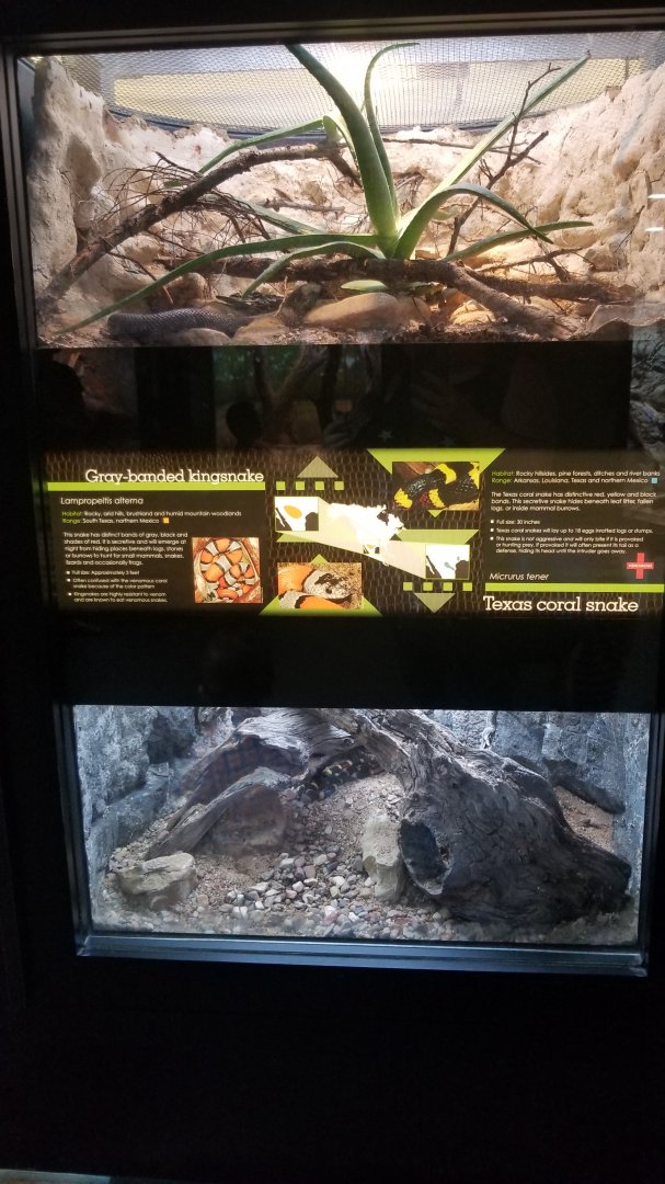 Gray,banded kingsnake, Texas coral snake