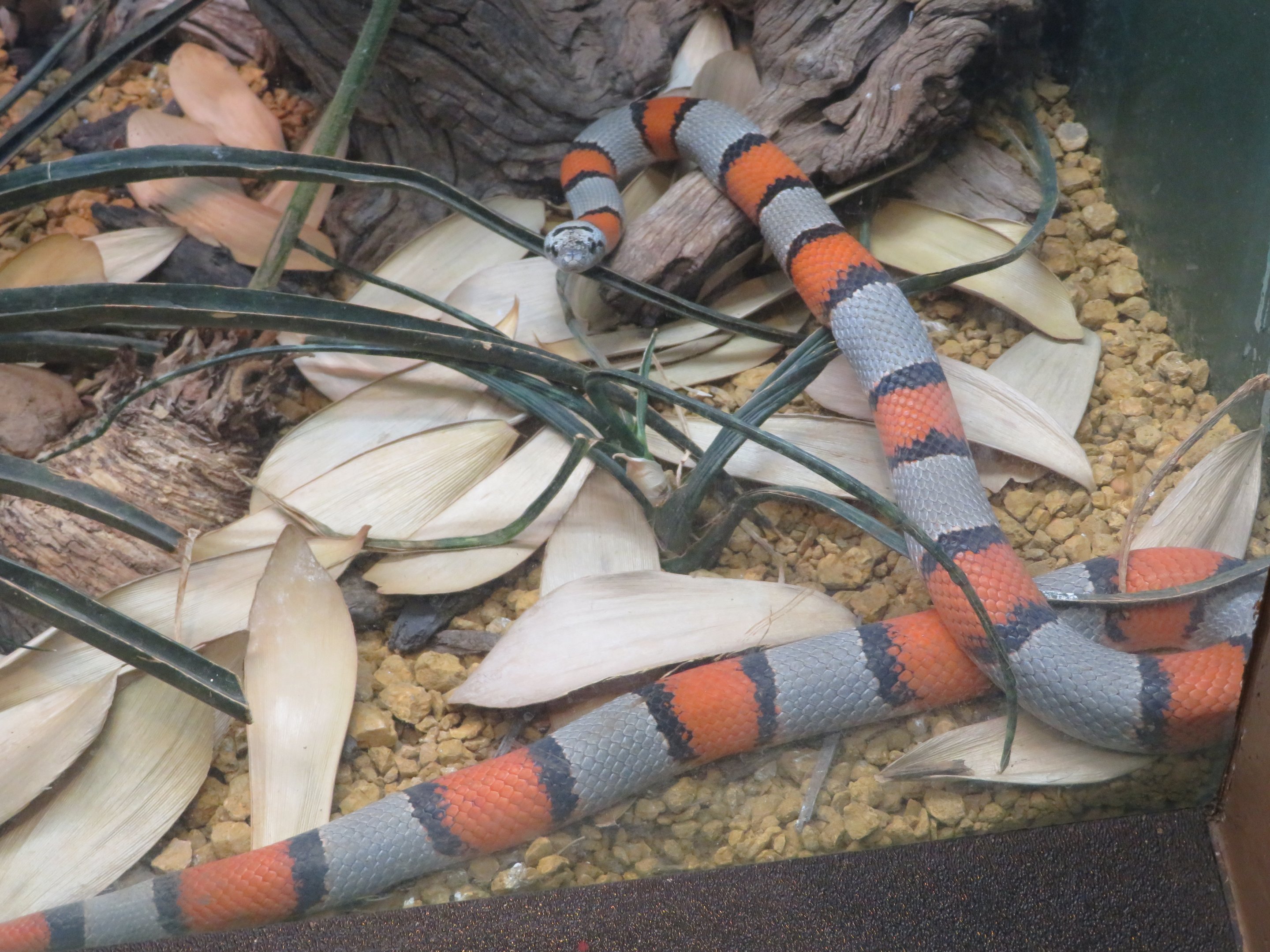Gray-banded Kingsnake