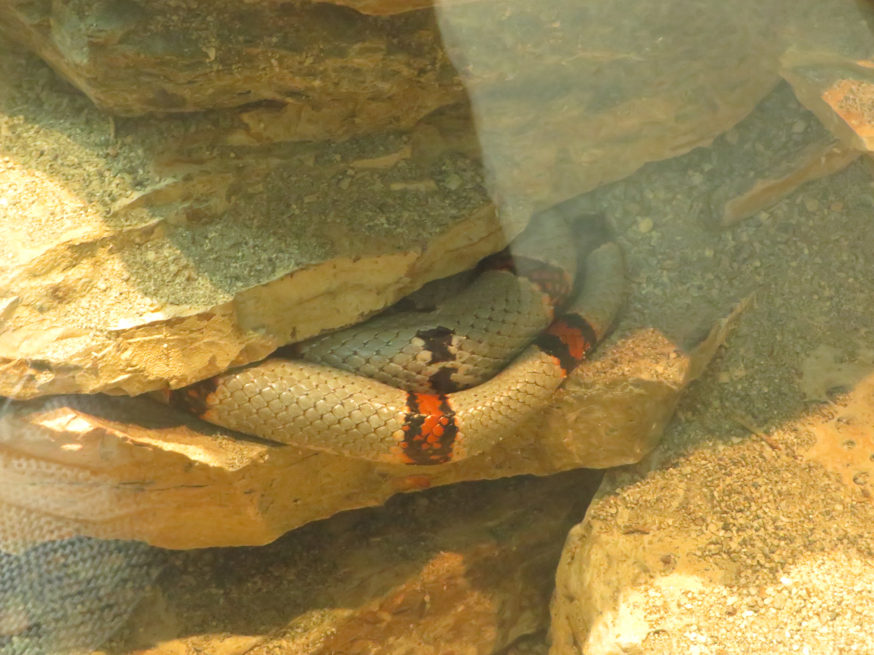 Gray-banded Kingsnake