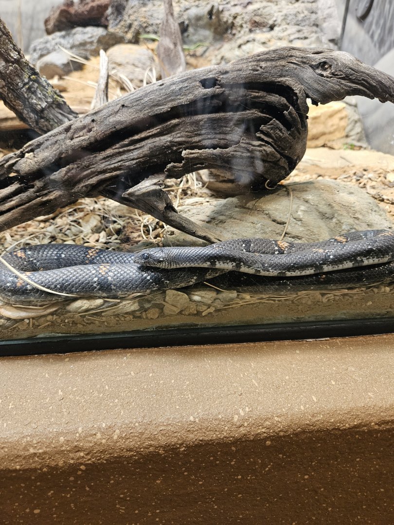 Gray-banded kingsnake
