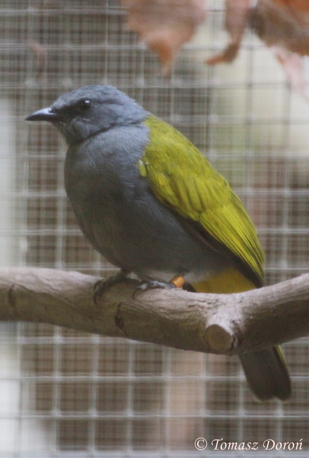 Gray-bellied Bulbul (Pycnonotus cyaniventris), October 2011