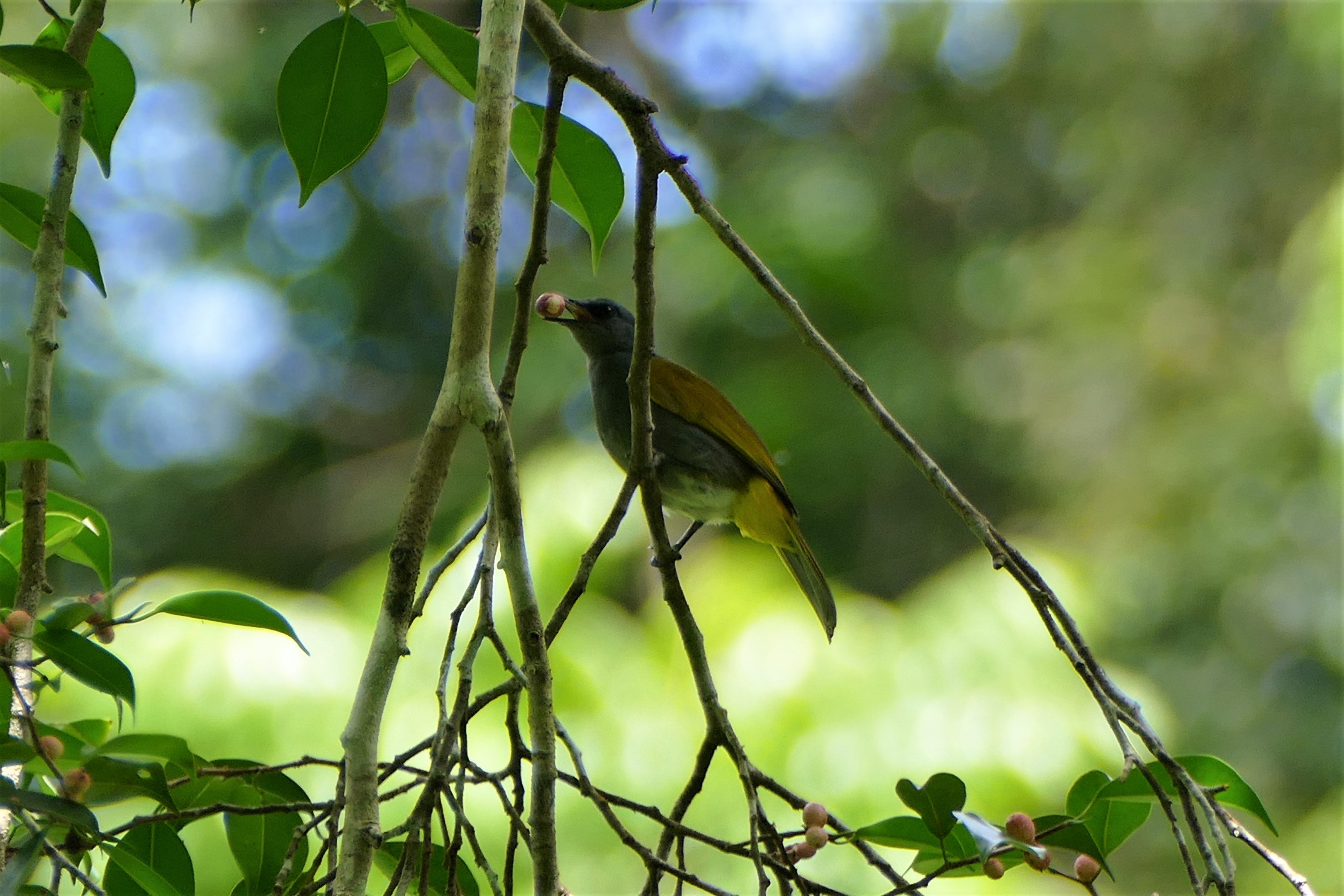 Gray-bellied Bulbul - Taman Negara