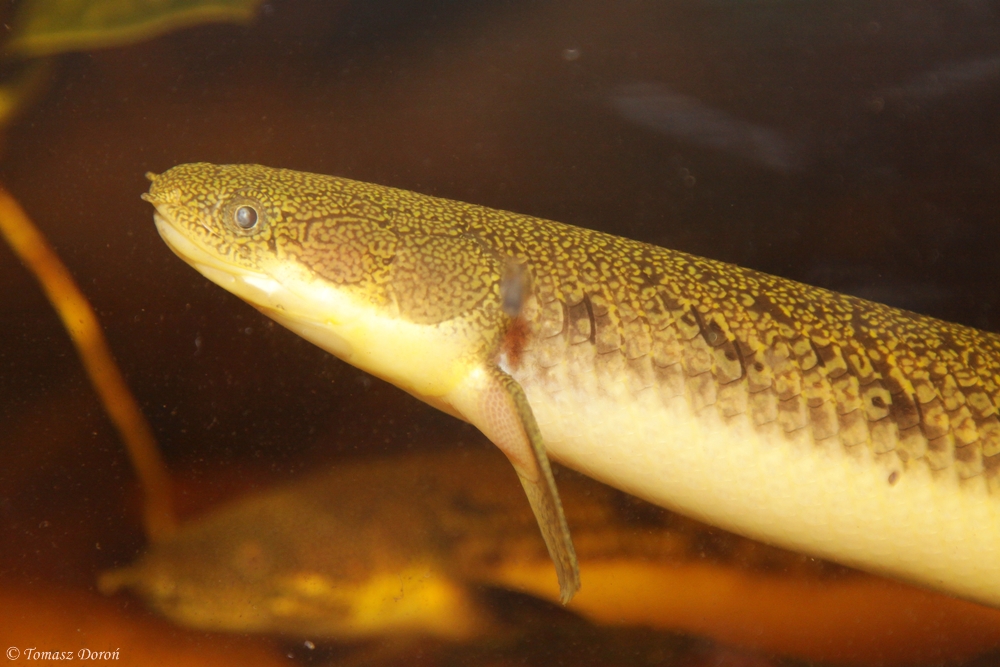 Gray bichir (Polypterus senegalus)