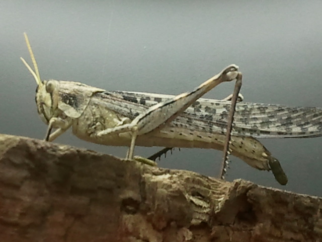 Gray Bird Grasshopper