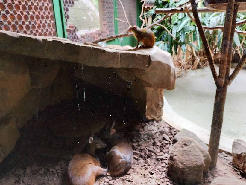 Gray brocket deer and agouti