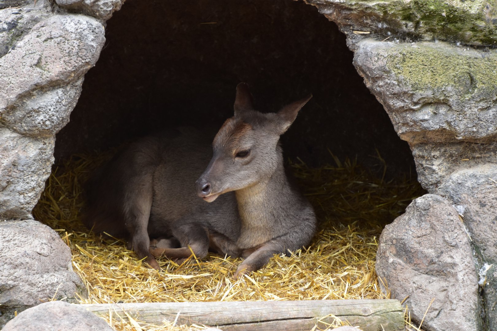 Gray brocket deer