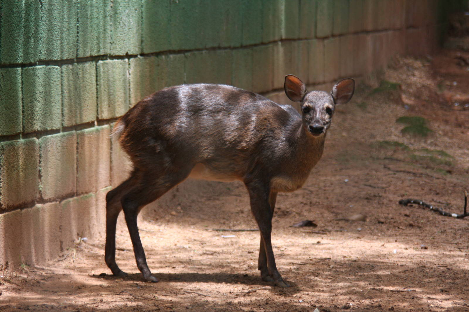 gray brocket (Mazama gouazoubira)