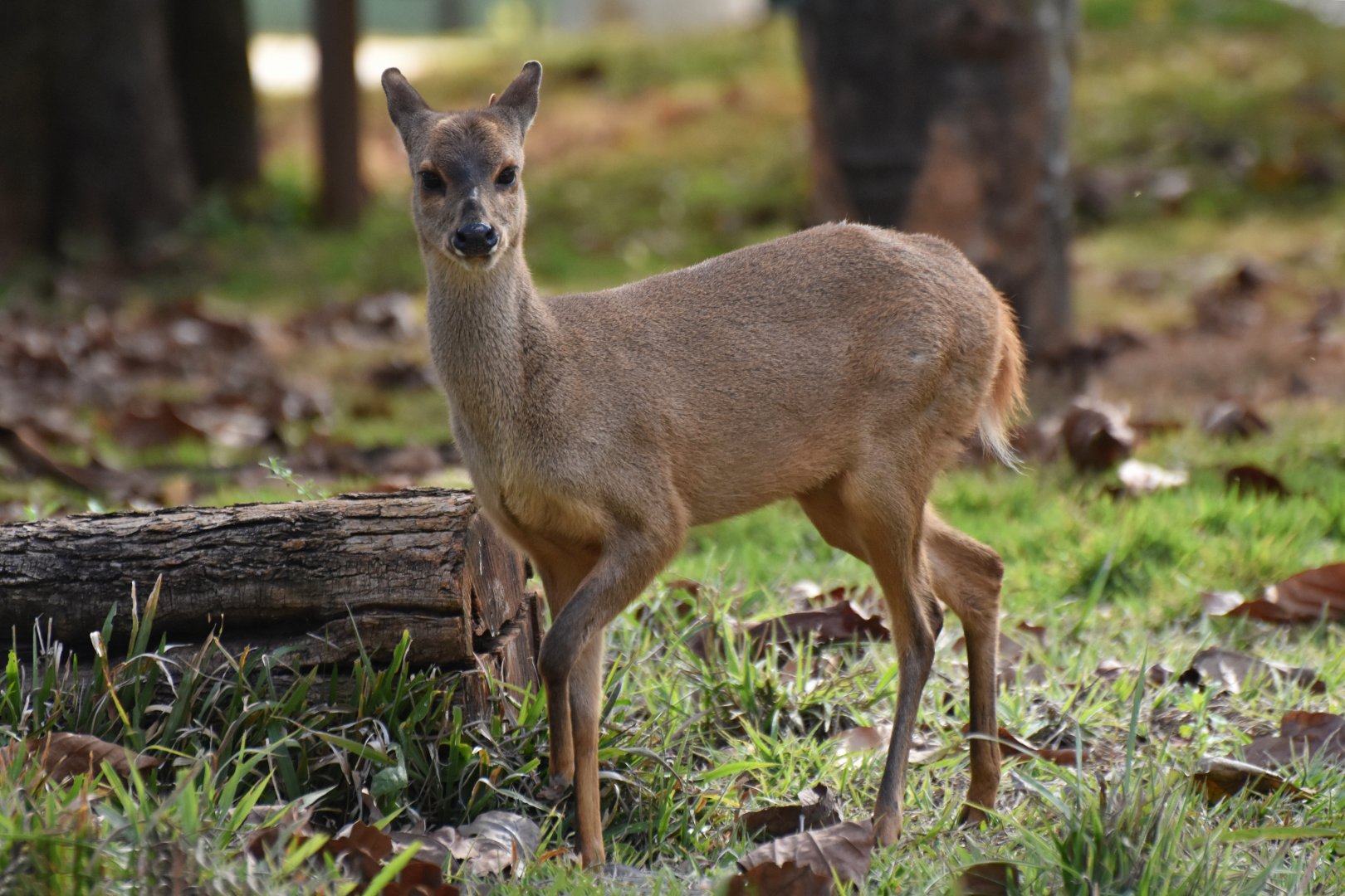 Gray brocket (Mazama gouazoubira)