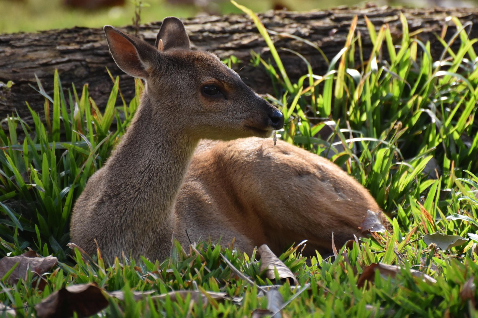 Gray brocket (Mazama gouazoubira)