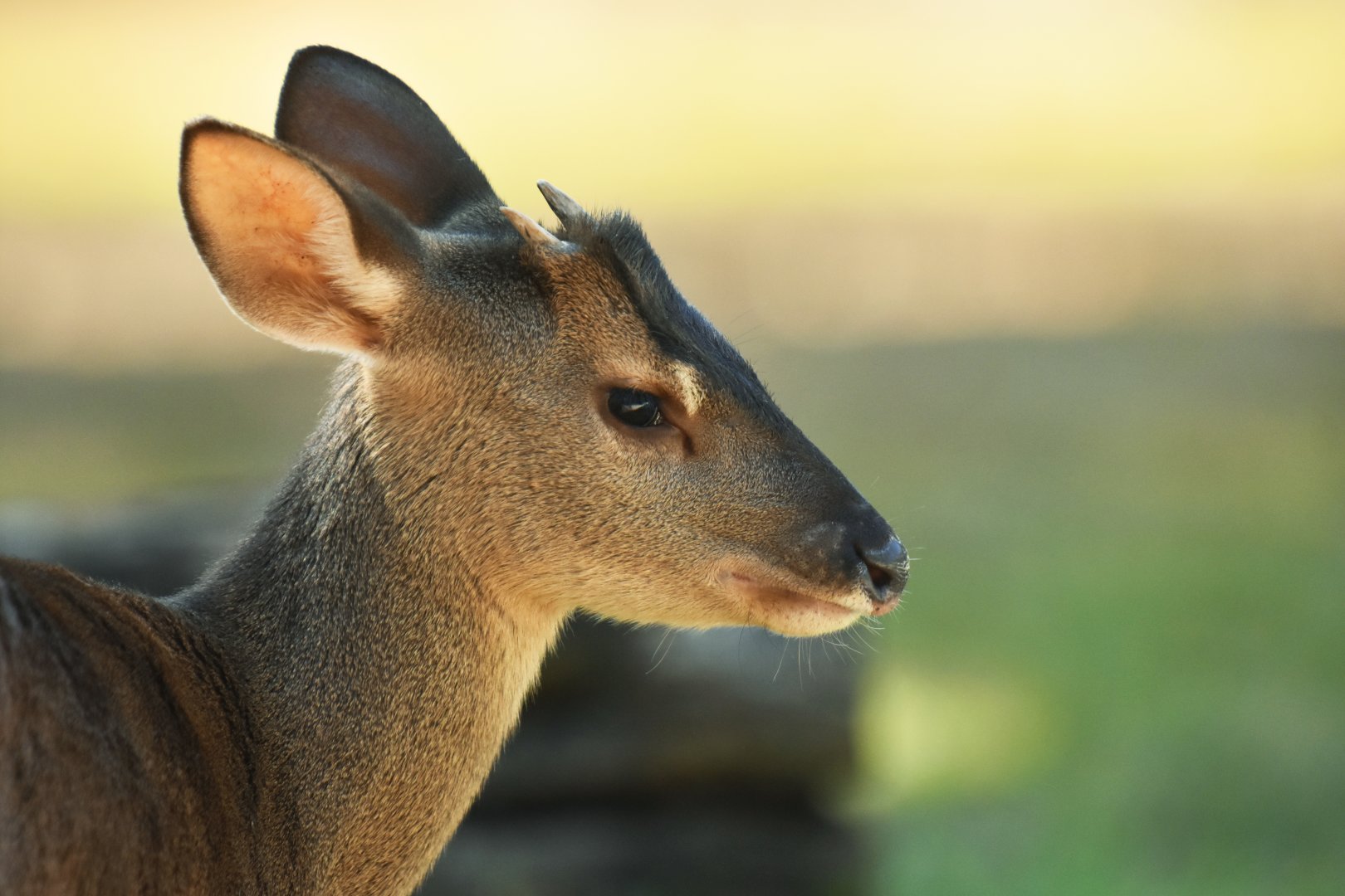 Gray brocket (Mazama gouazoubira)