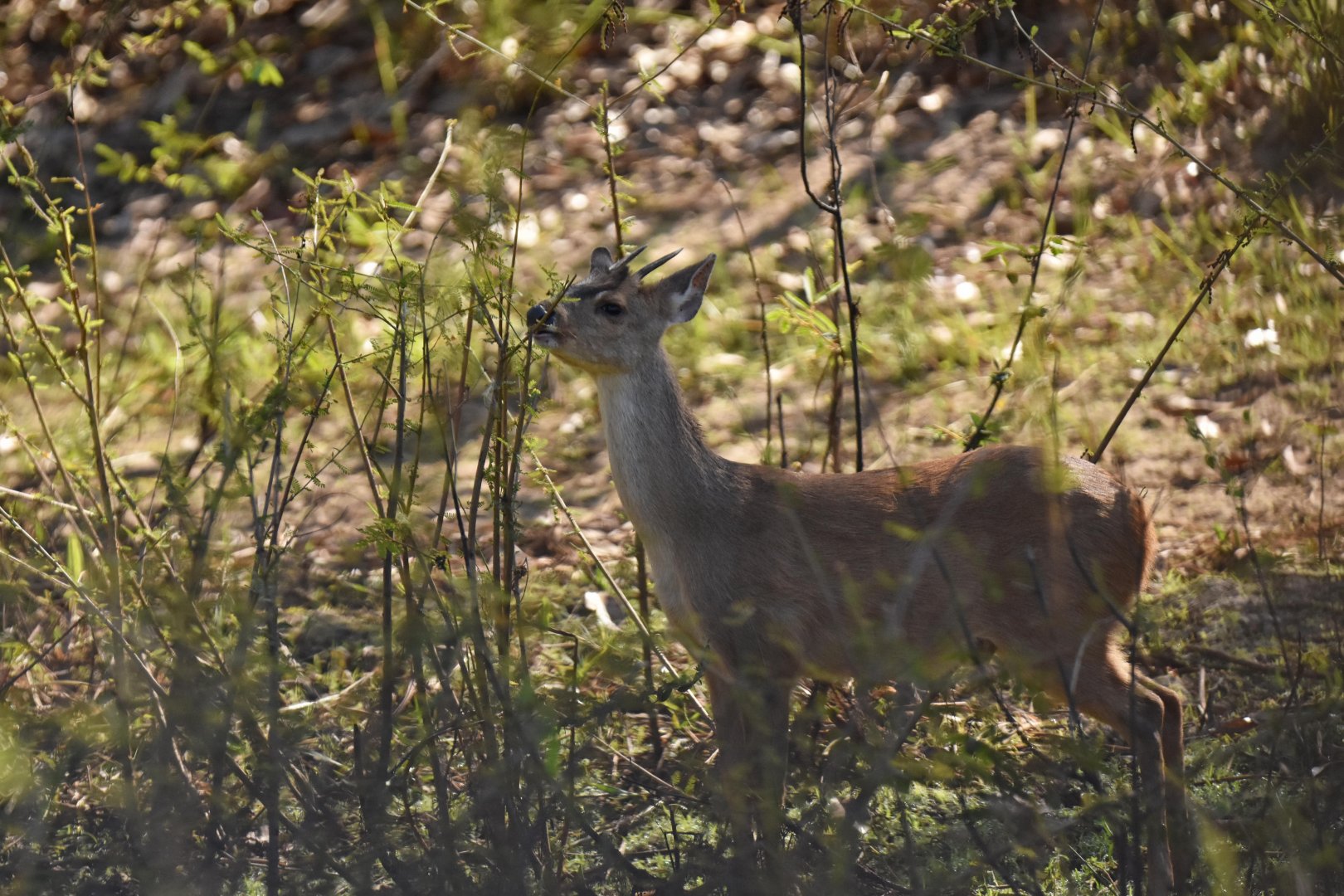 Gray brocket (Mazama gouazoubira)