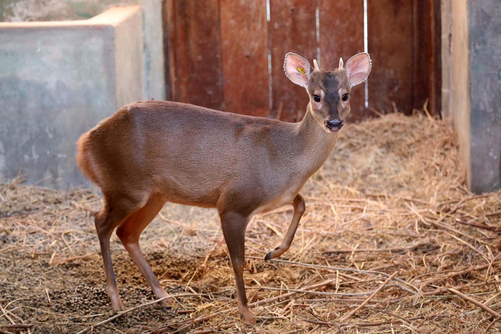 gray brocket (Mazama gouazoubira)