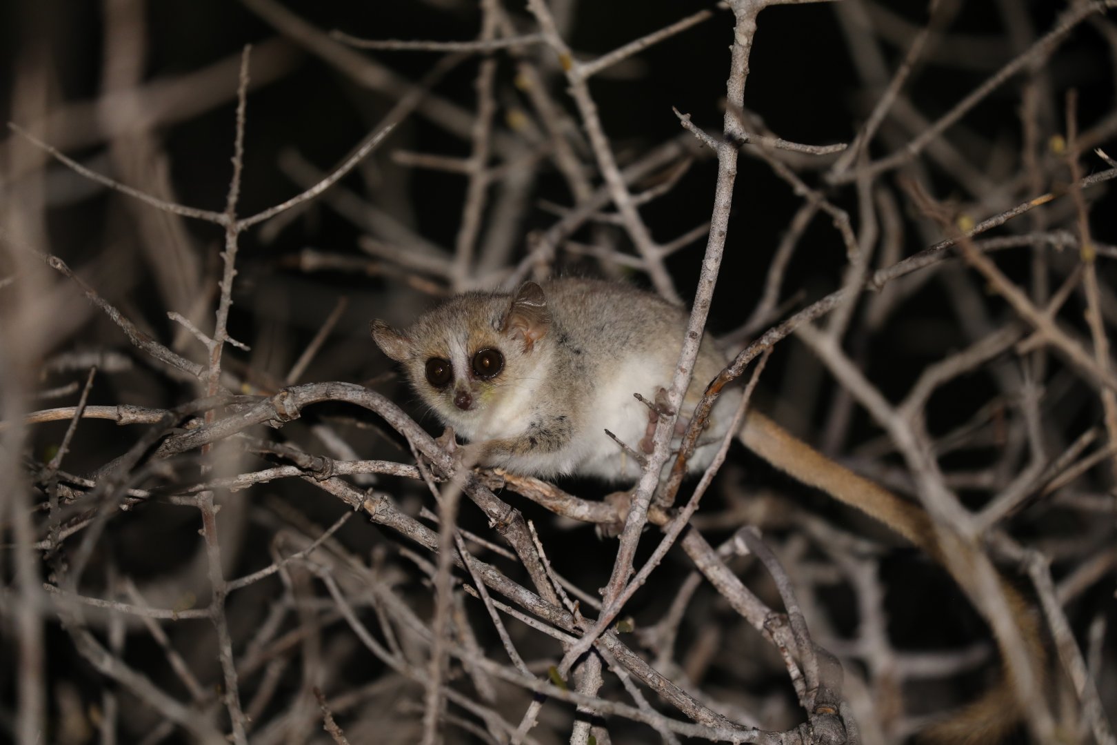 Gray-Brown Mouse Lemur (Microcebus griseorufus)