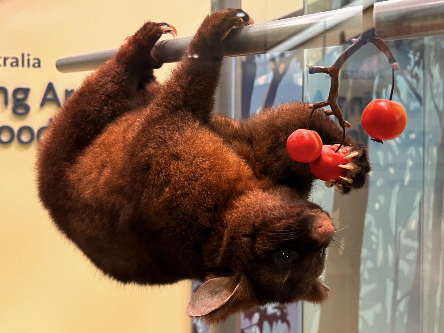 Gray Brushtail Possum