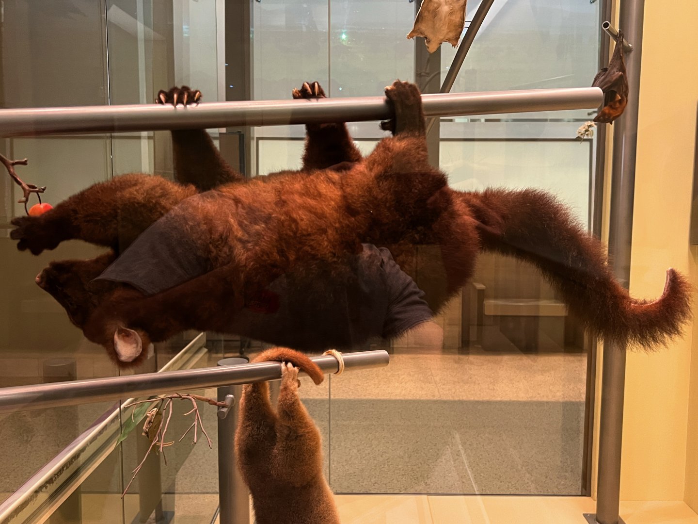 Gray Brushtail Possum