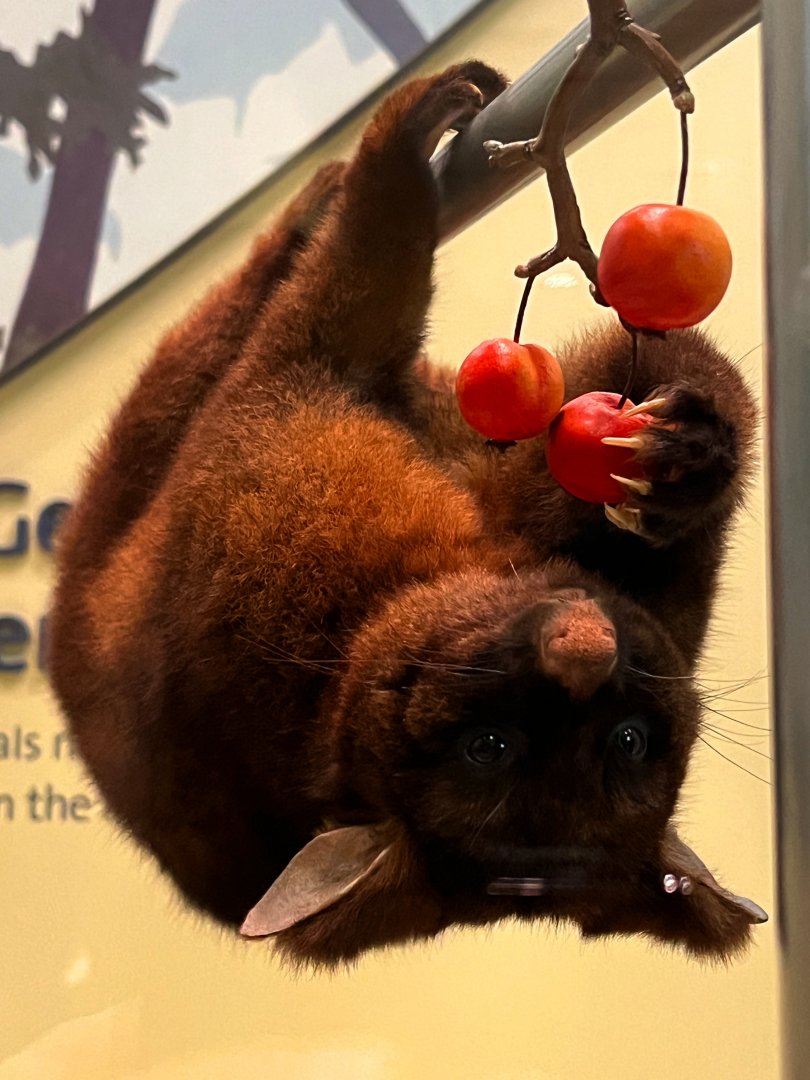 Gray Brushtail Possum