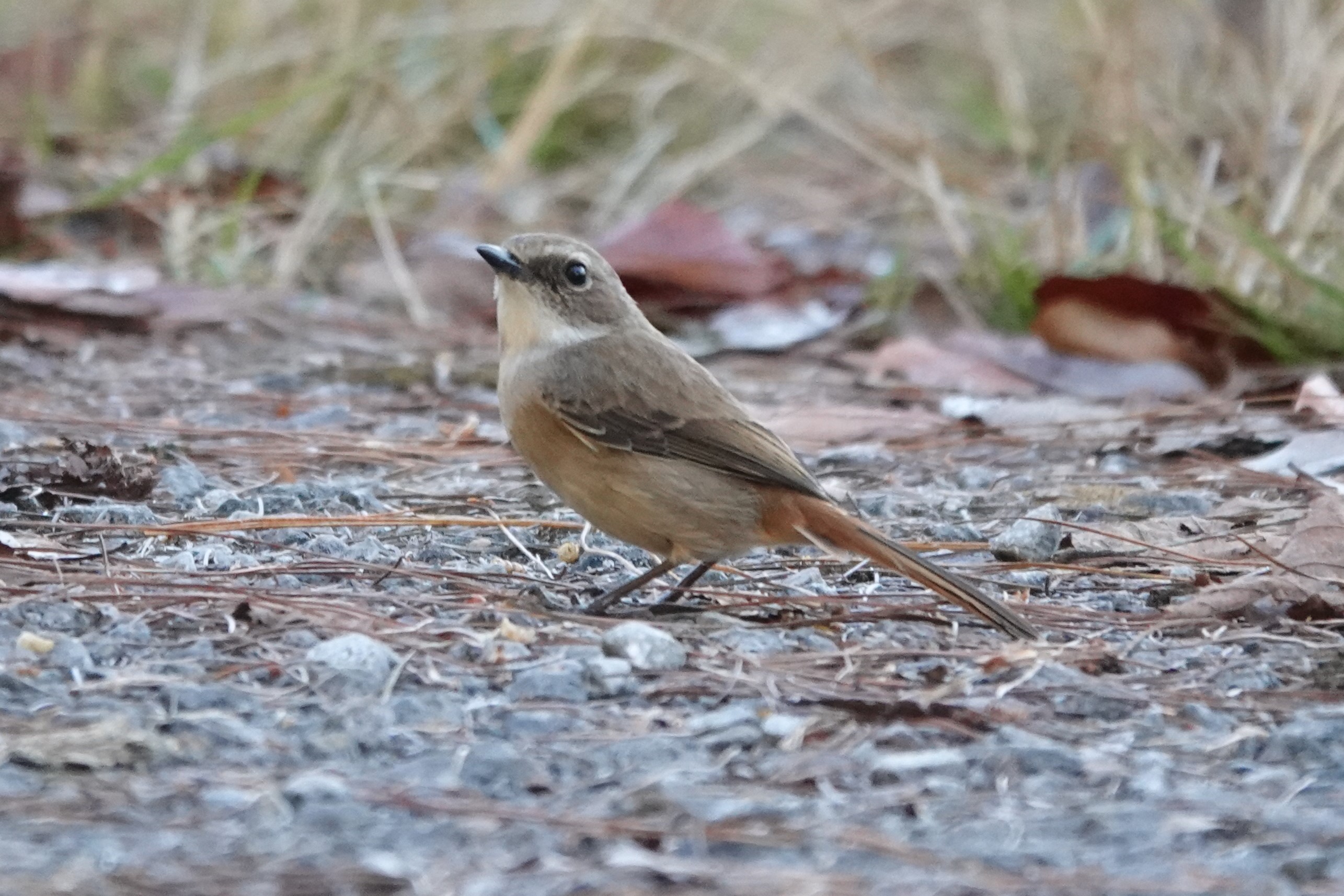 Gray Bushchat