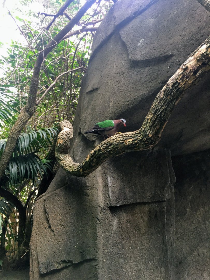 Gray-Capped Emerald Dove