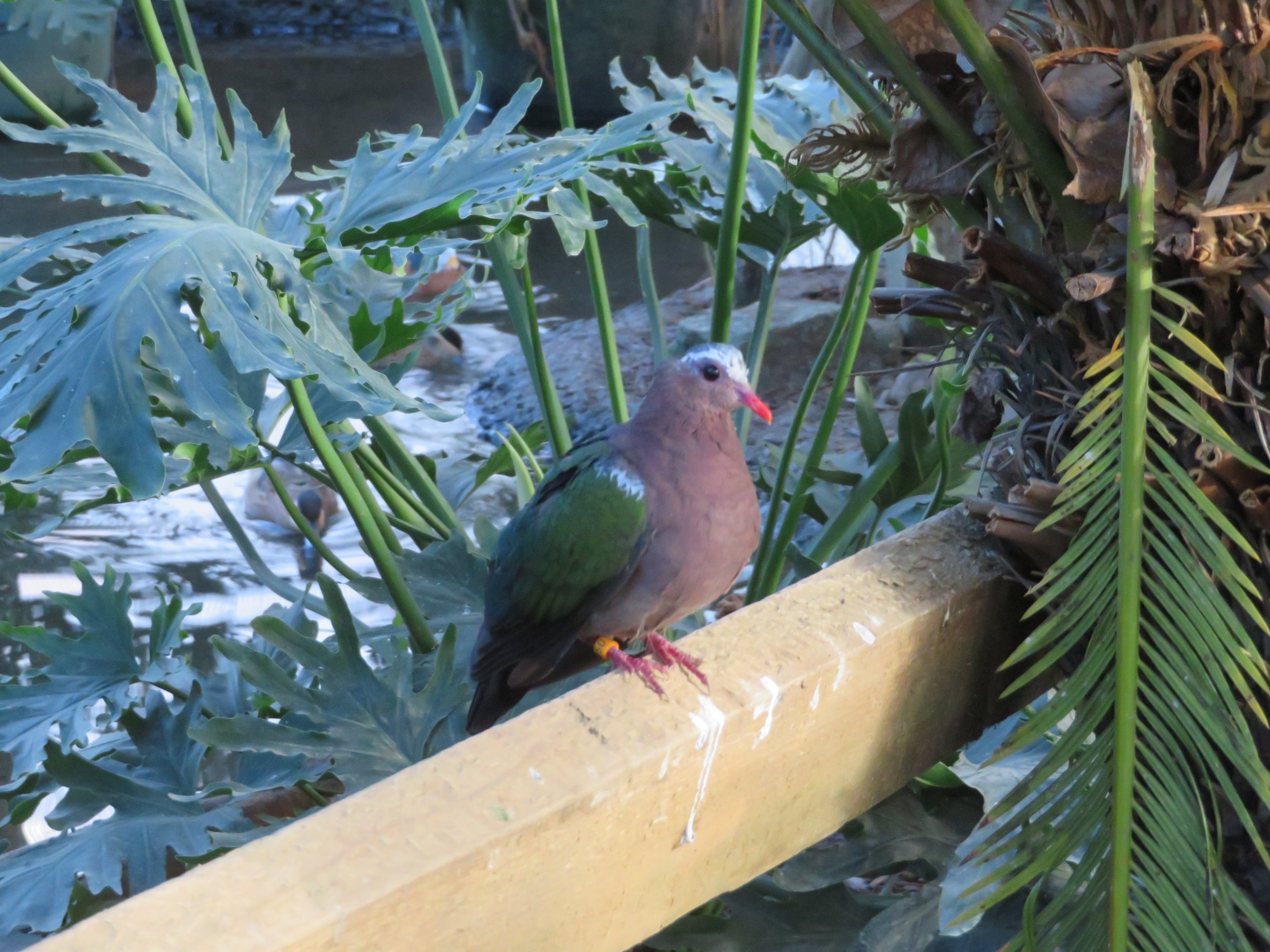 Gray-capped Emerald Dove