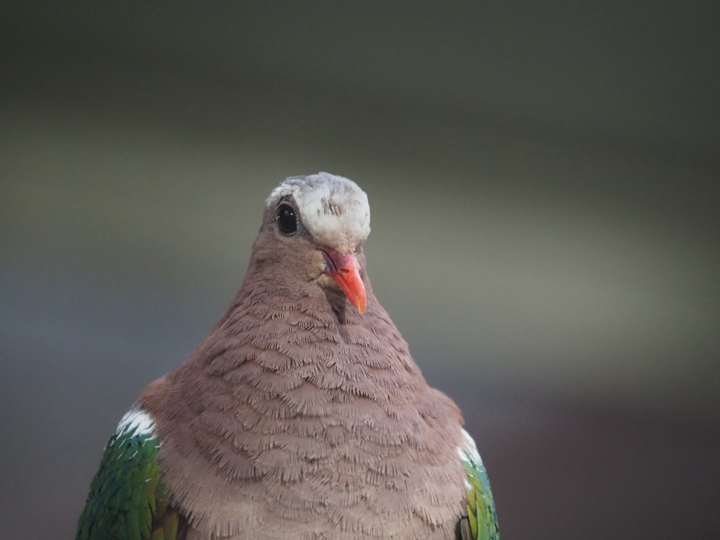 Gray-Capped Emerald Dove