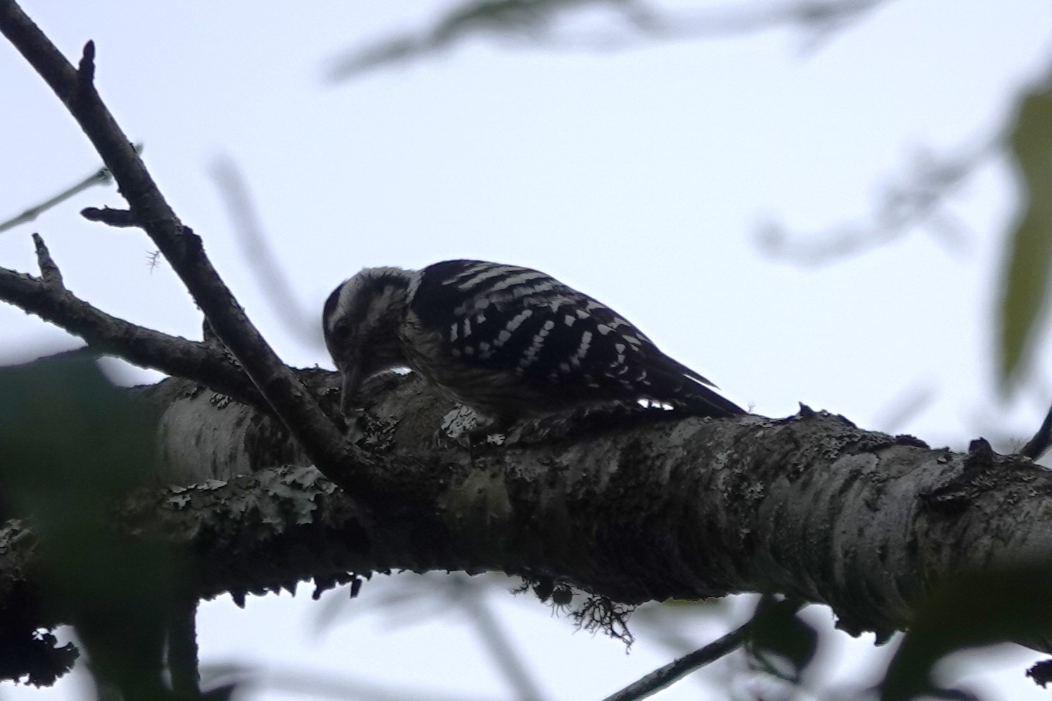 Gray-capped Pygmy Woodpecker