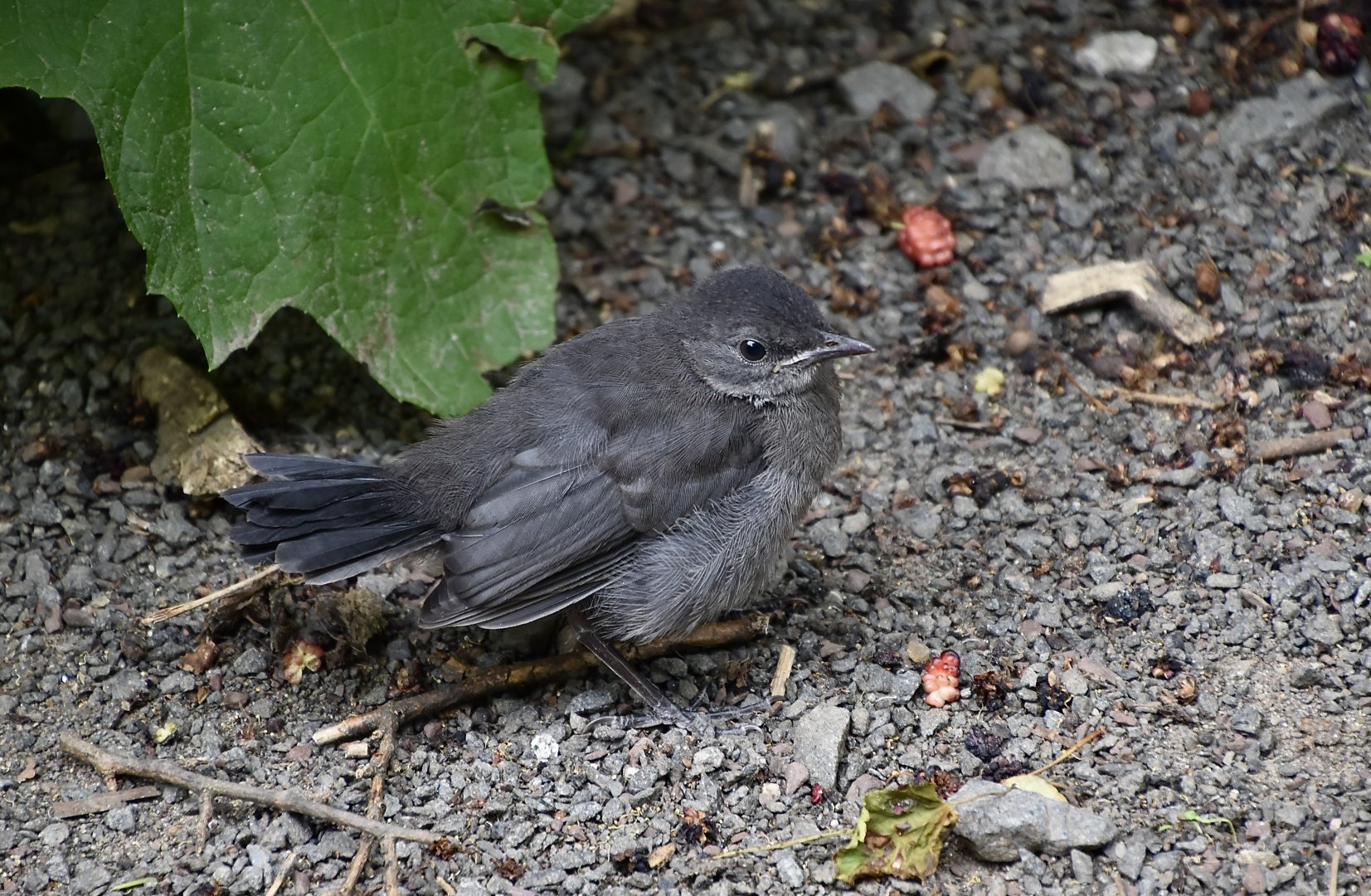 Gray Catbird (Dumetella carolinensis) fledgling - wild