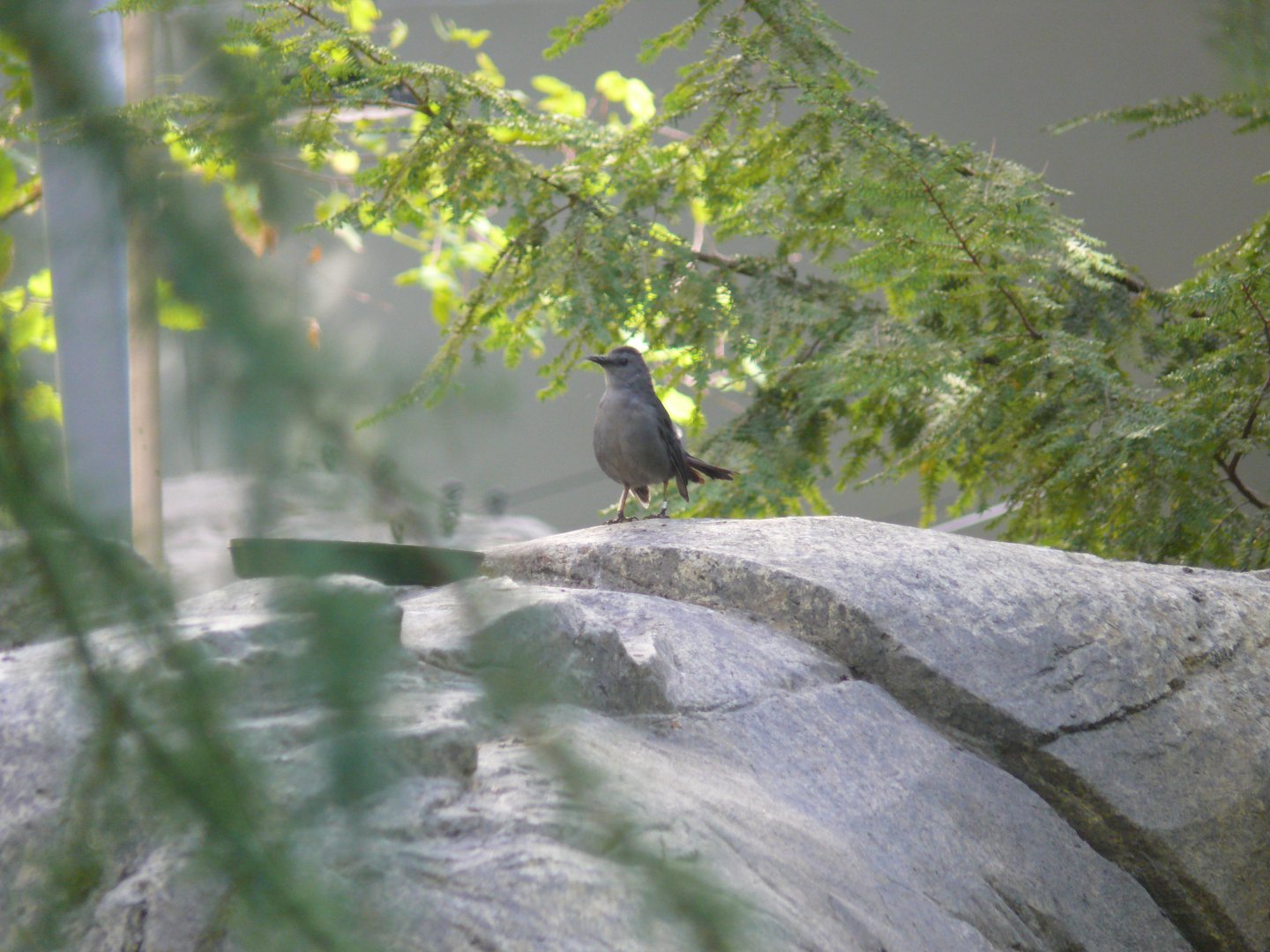 Gray Catbird - reopening 31-08-2020