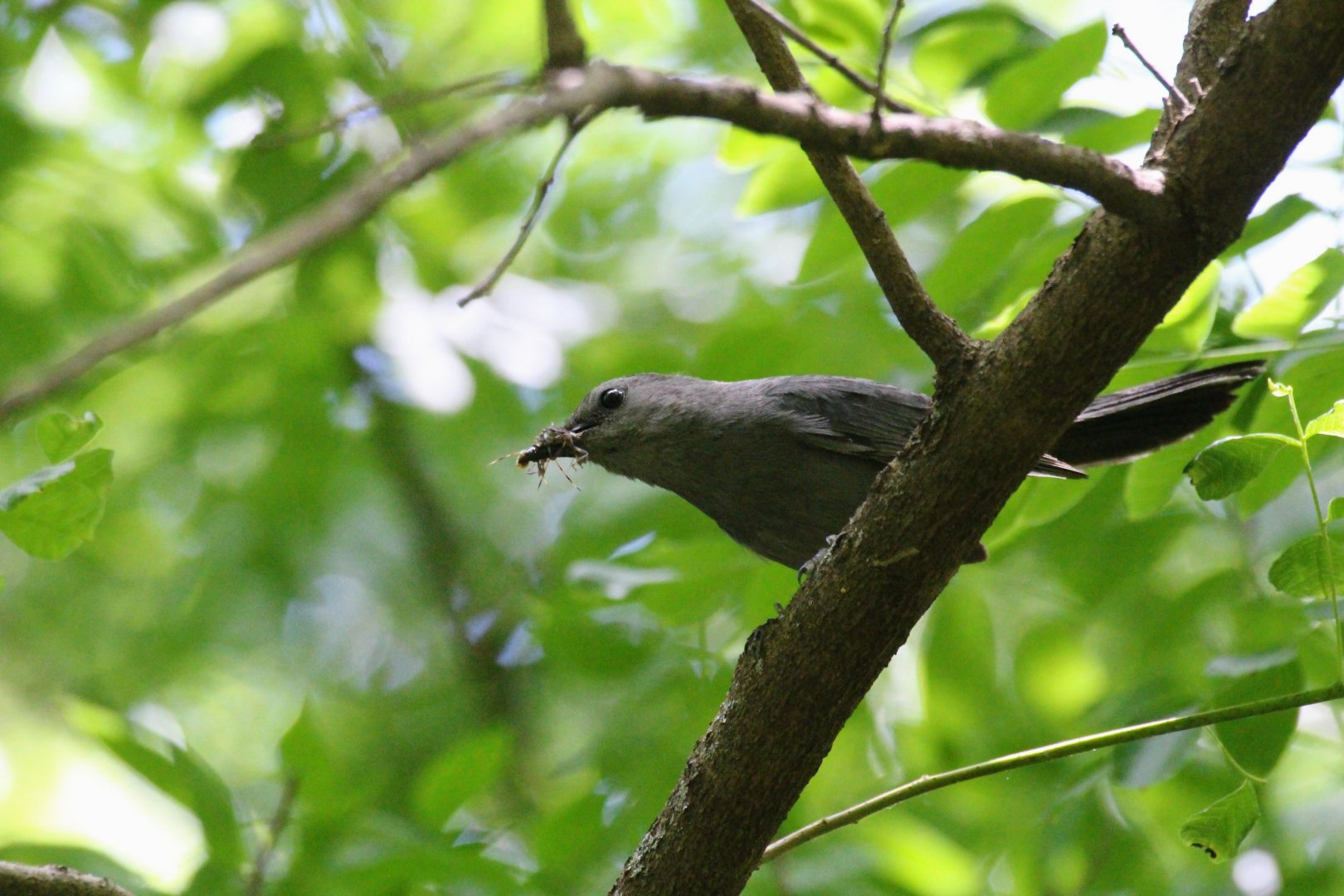 Gray Catbird